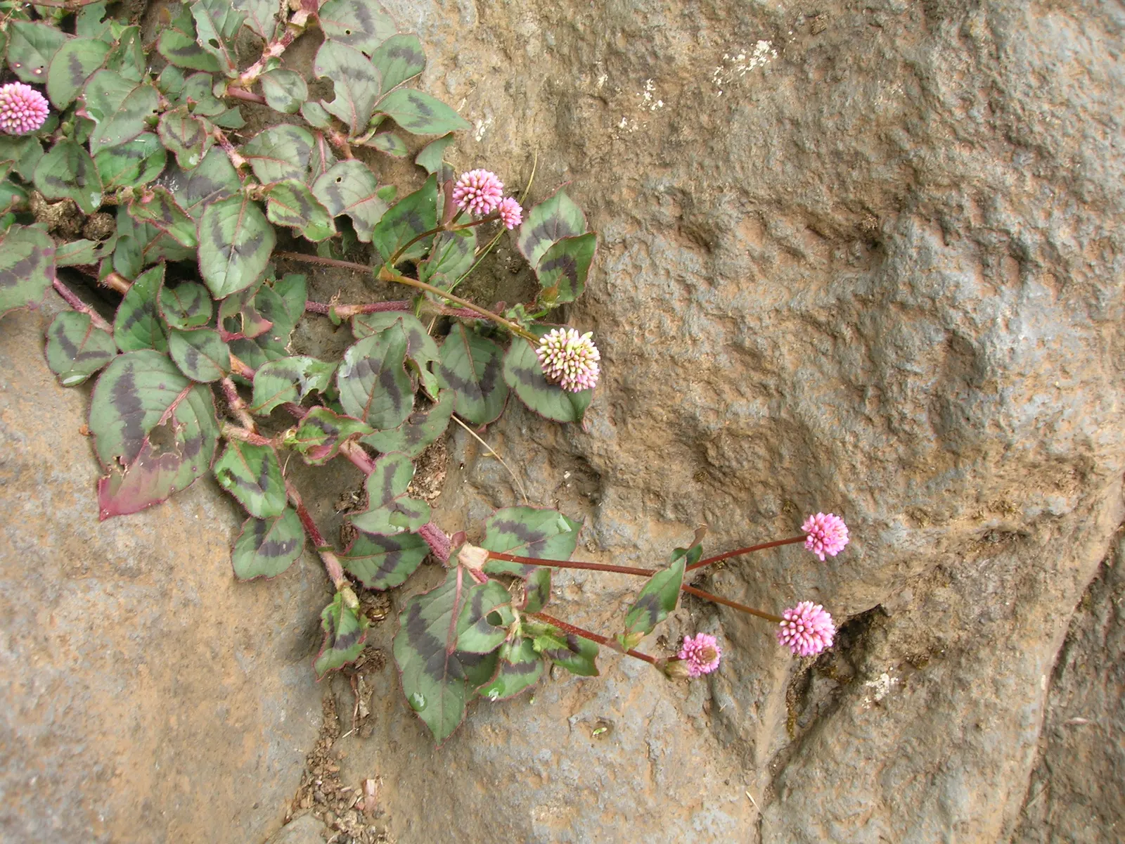 Pink Knotweed (Persicaria Capitata) — These blooms provide a delightful contrast to the verdant leaves and appeal to various pollinators, image 113