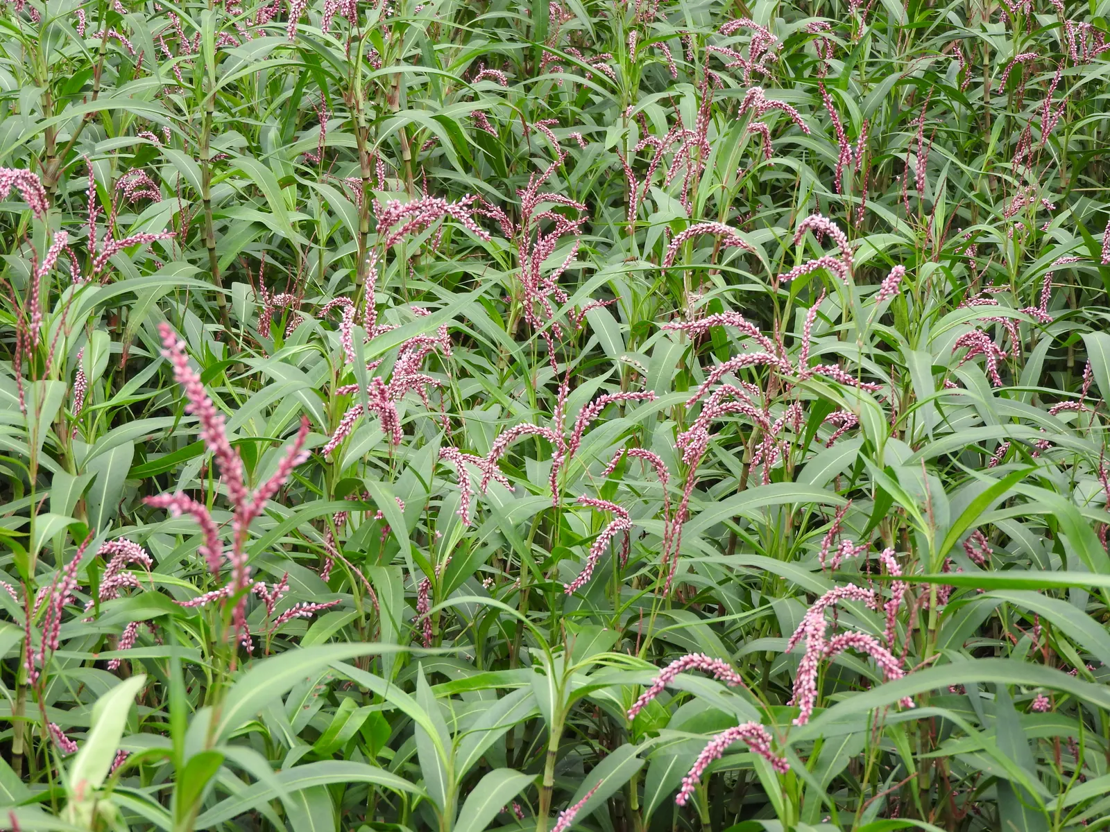 Pink Knotweed (Persicaria Capitata) — commonly known as Pink Knotweed; its dense growth habit can aid in suppressing weeds, image 57