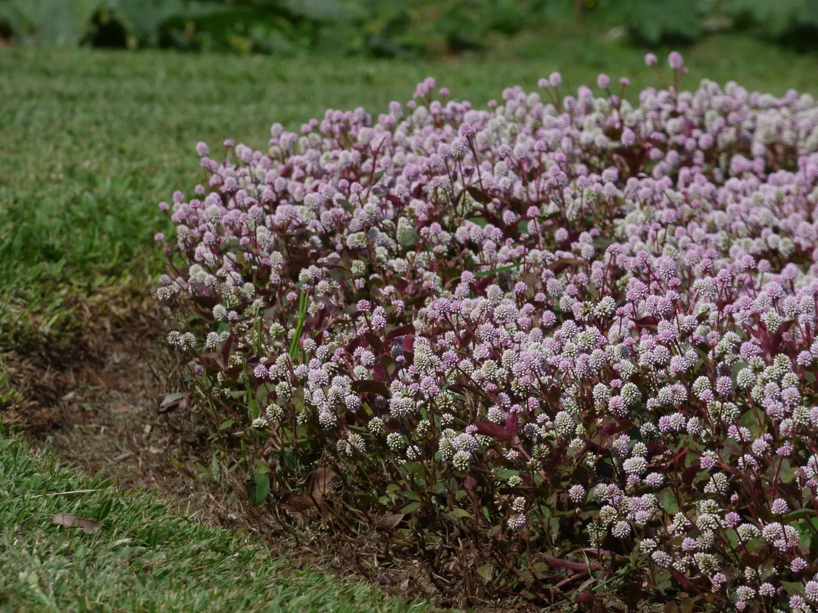 Pink Knotweed (Persicaria Capitata) — due to its hardy nature and ability to spread between 18 to 24 inches wide; or as an underplanting for taller, image 114
