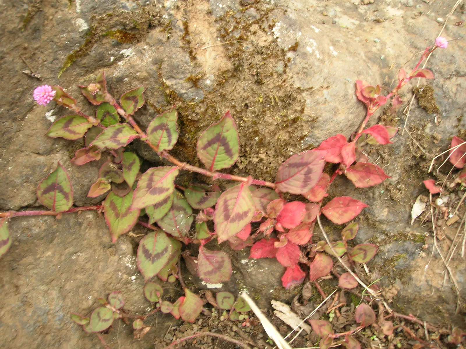 Pink Knotweed (Persicaria Capitata) — Its resilience against foot traffic and its cascading habit make it suitable for planting along edges; this, image 119