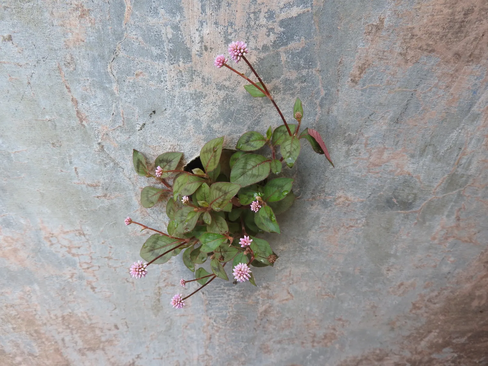 Pink Knotweed (Persicaria Capitata) — this drought-tolerant plant blooms late summer to fall; commonly known as Pink Knotweed, image 130