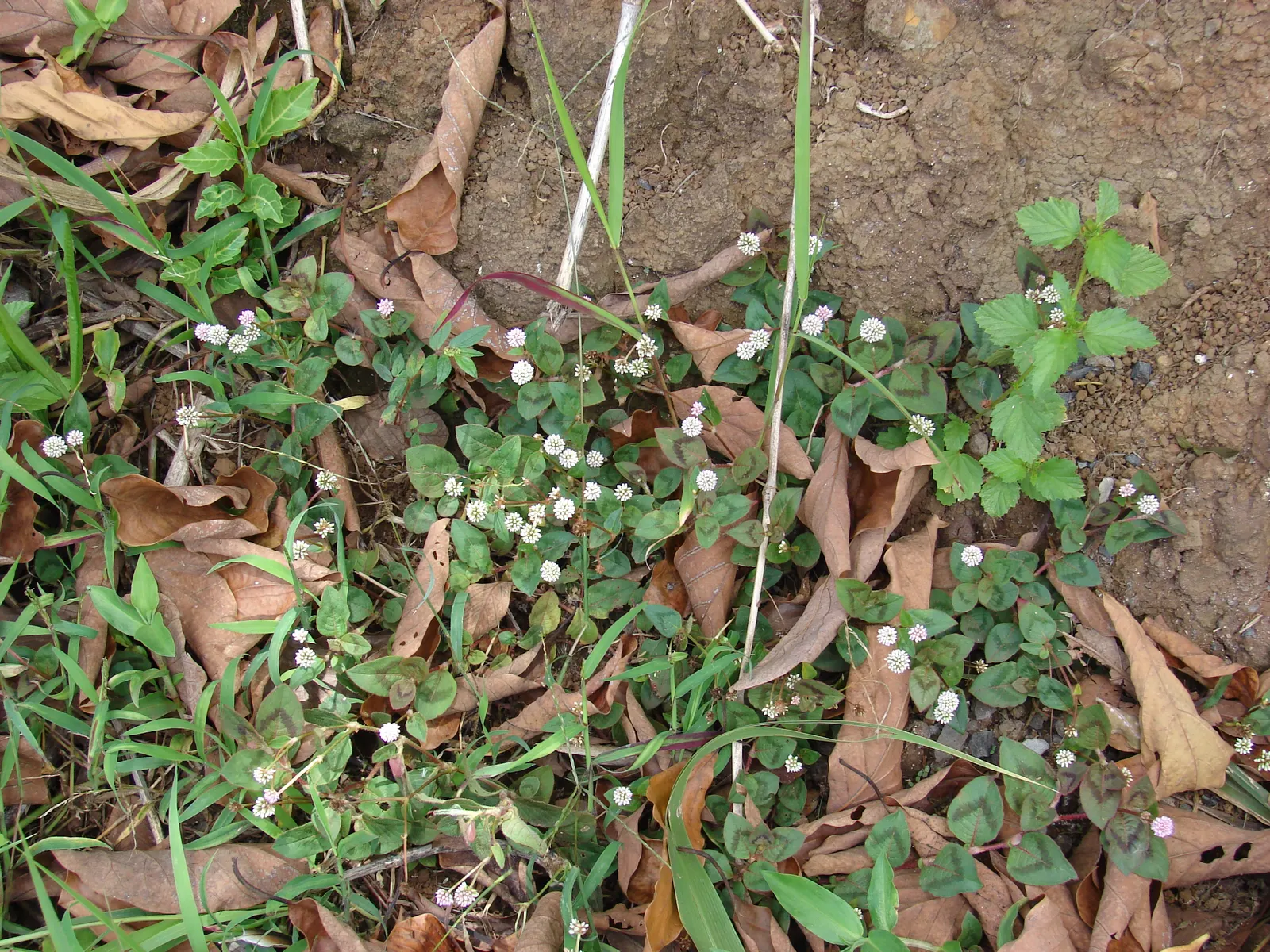 Pink Knotweed (Persicaria Capitata) — Featuring heart-shaped leaves and clustered; bubblegum-pink flowers that cluster into rounded