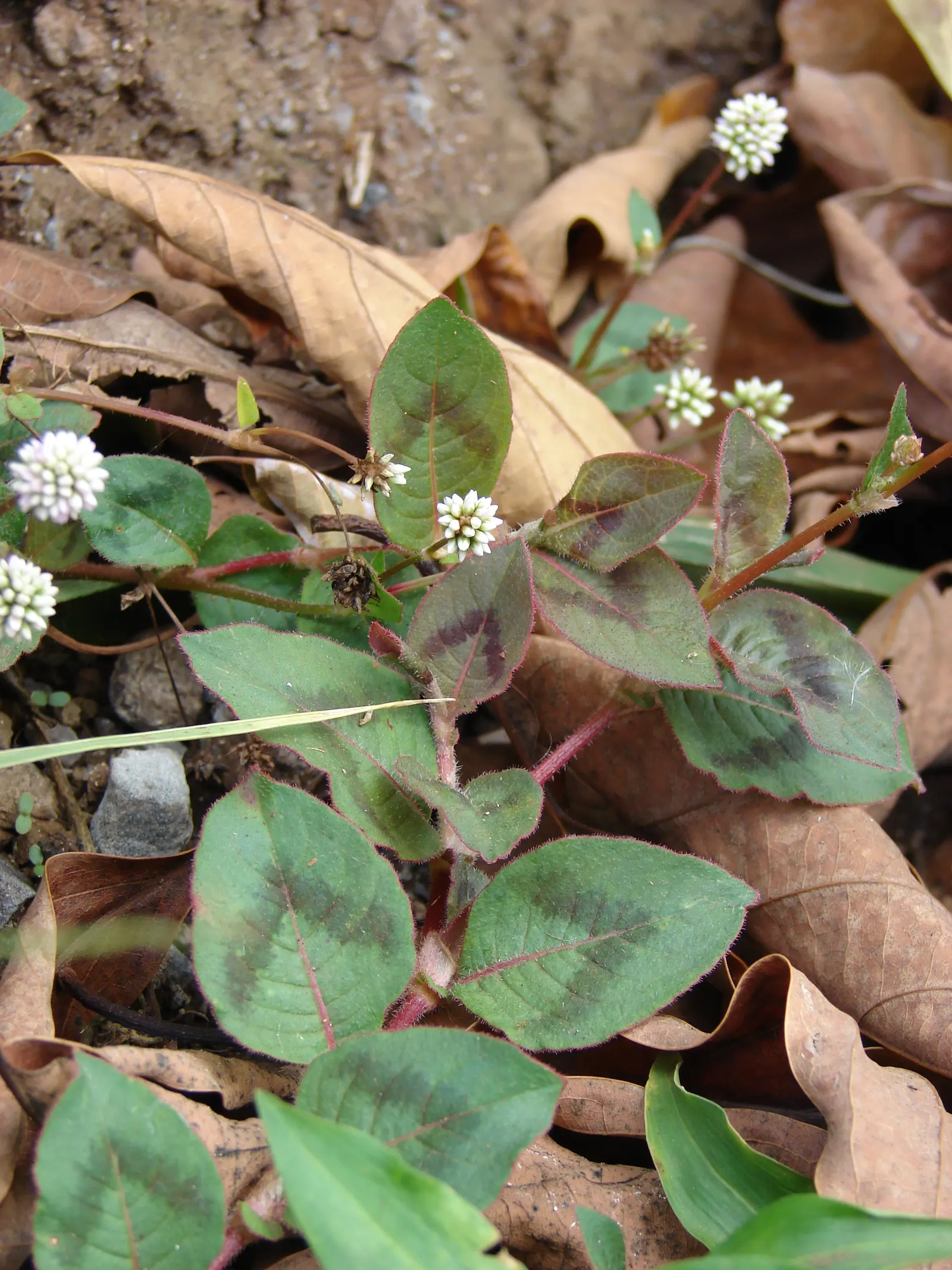 Pink Knotweed (Persicaria Capitata) — Pink Knotweed flourishes with an abundance of tiny