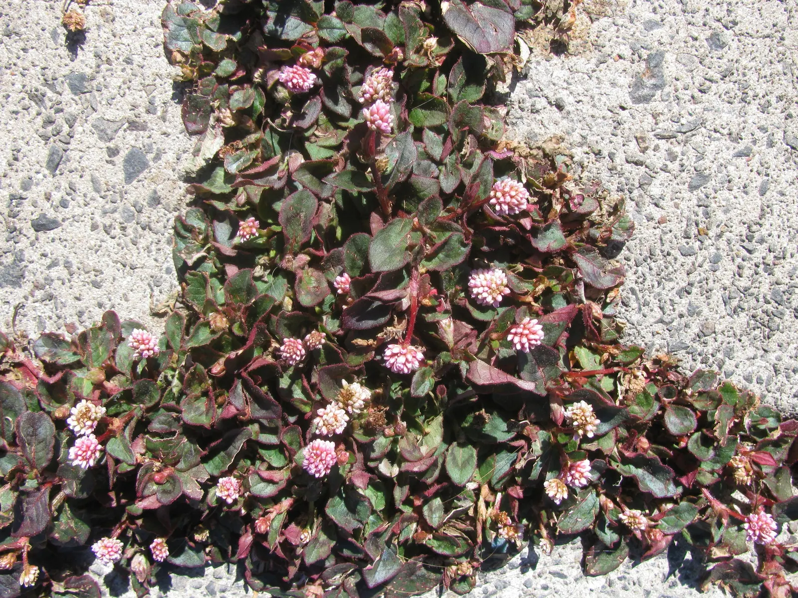 Pink Knotweed (Persicaria Capitata) — This species creates a dense carpet of small, oval leaves measuring approximately 1 to 1.5 inches in length, image 59