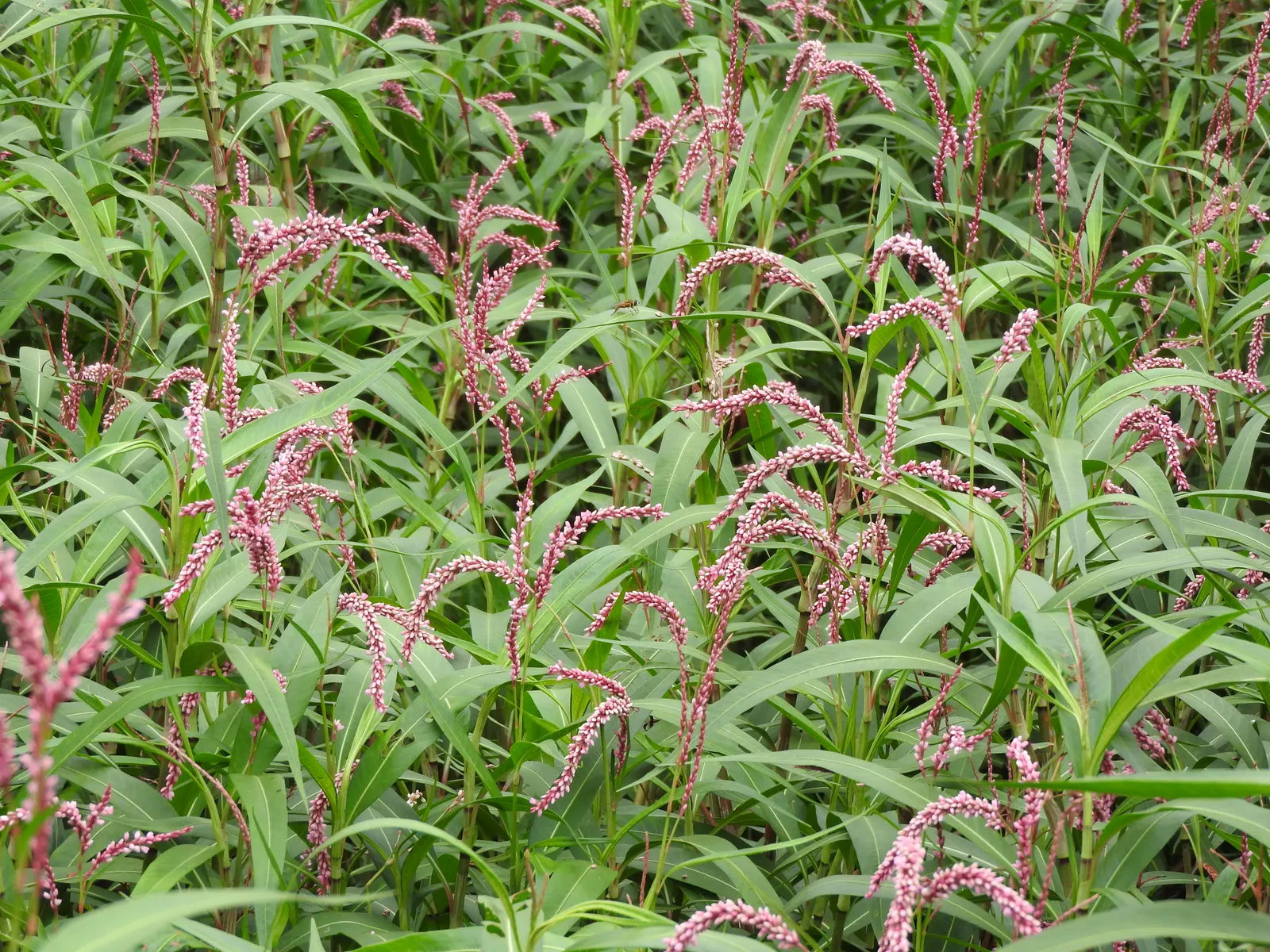 Pink Knotweed (Persicaria Capitata) — Pink Knotweed flourishes with an abundance of tiny; making it an excellent choice for water-conscious, image 60