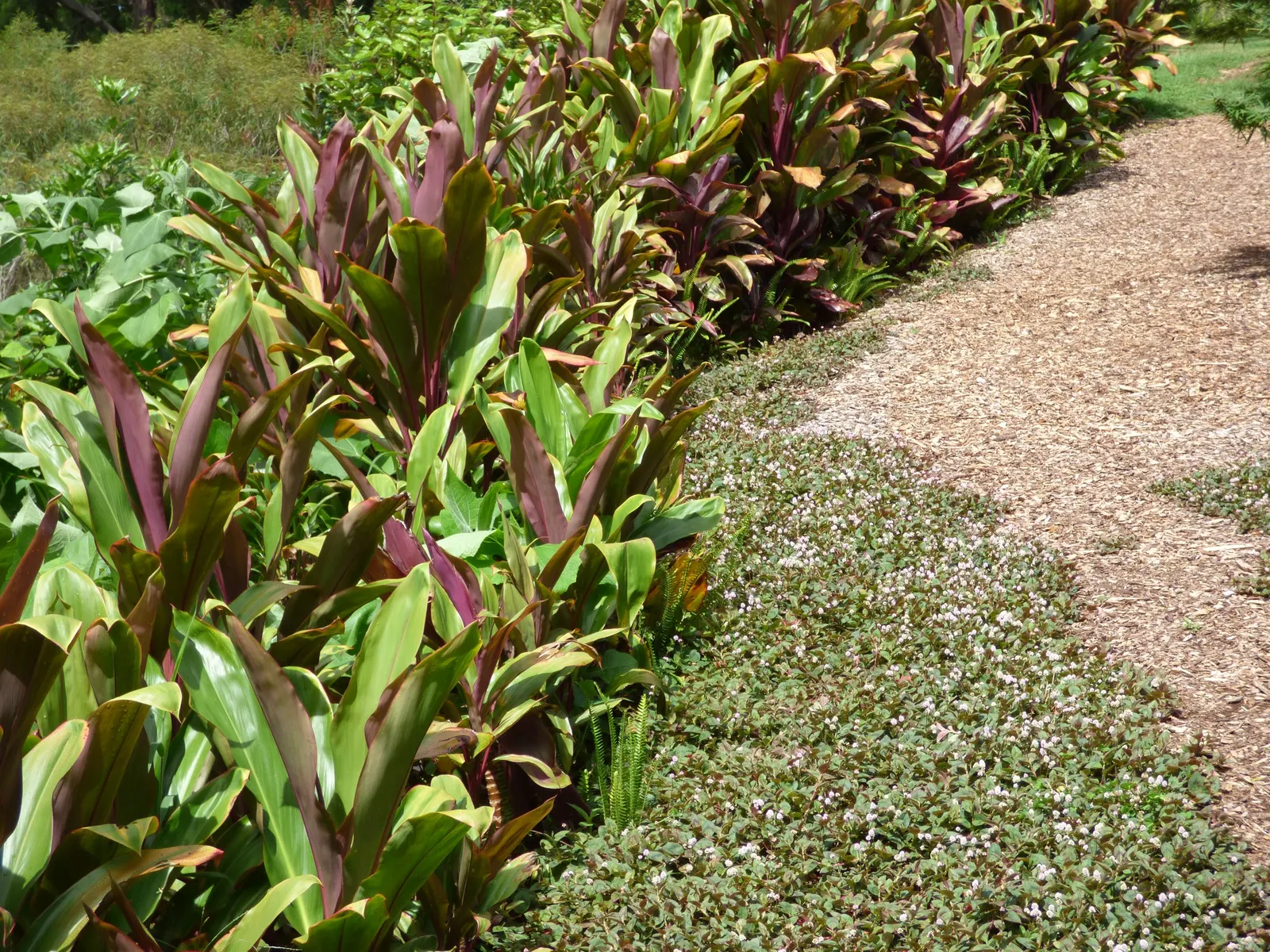 Pink Knotweed (Persicaria Capitata) — spreading perennial that is widely cherished for its decorative qualities and easy care nature; it spreads to, image 108