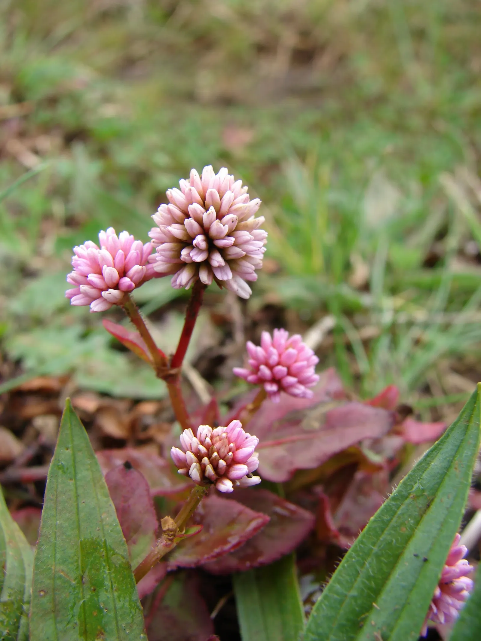 Pink Knotweed (Persicaria Capitata) — This species creates a dense carpet of small, oval leaves measuring approximately 1 to 1.5 inches in length