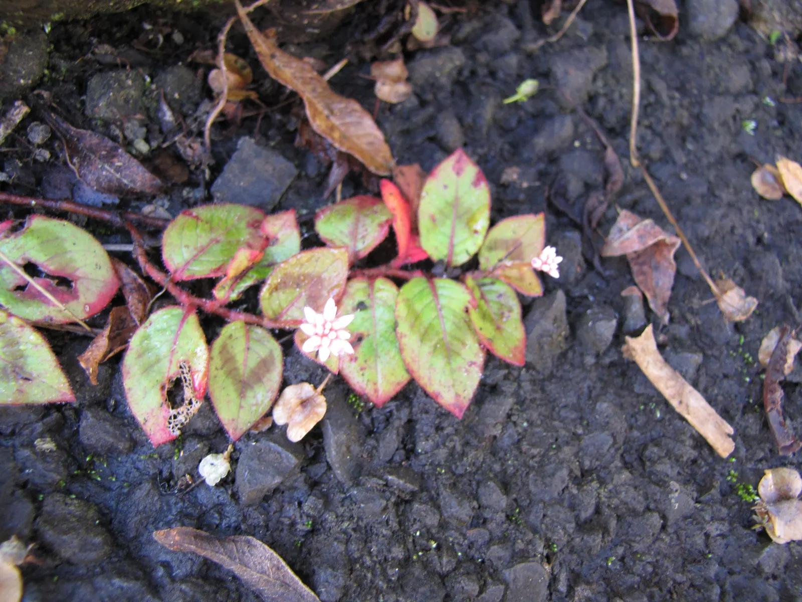 Pink Knotweed (Persicaria Capitata) — annual / perennial for full or half or shade; contributing to a neat and well-managed garden aesthetic, image 100