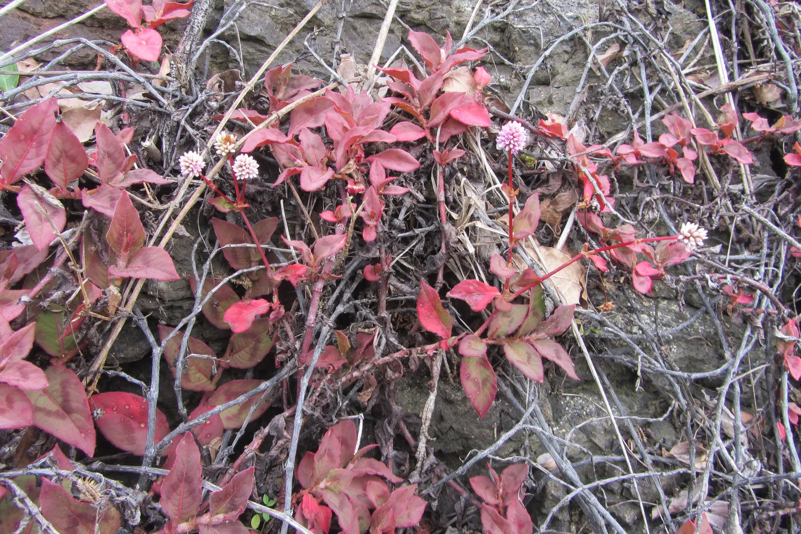 Pink Knotweed (Persicaria Capitata) — its dense growth habit can aid in suppressing weeds; its resilience against foot traffic and its cascading, image 71