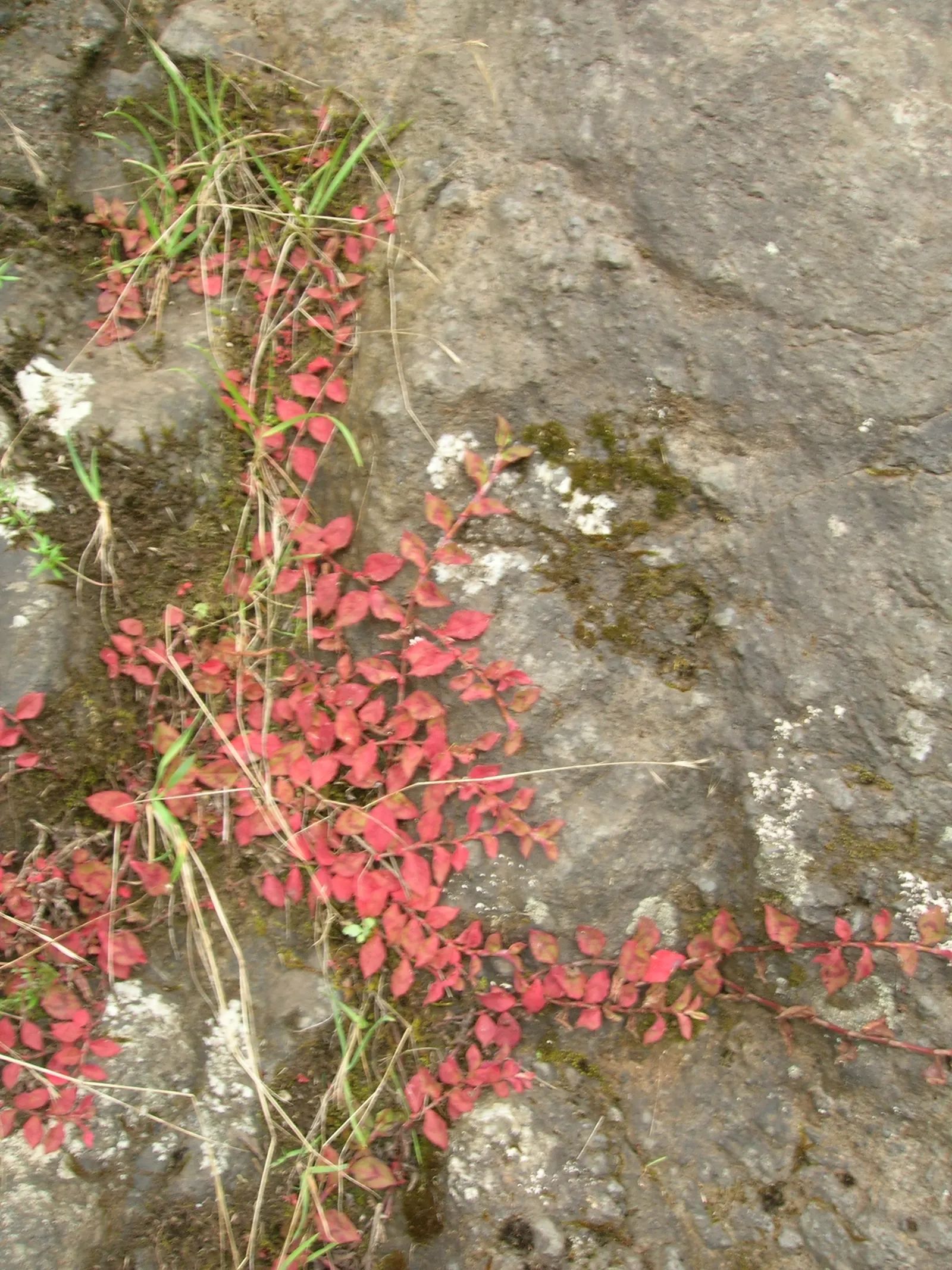 Pink Knotweed (Persicaria Capitata) — Ideal as ground cover or in rock gardens; annual / perennial for full or half or shade, image 104