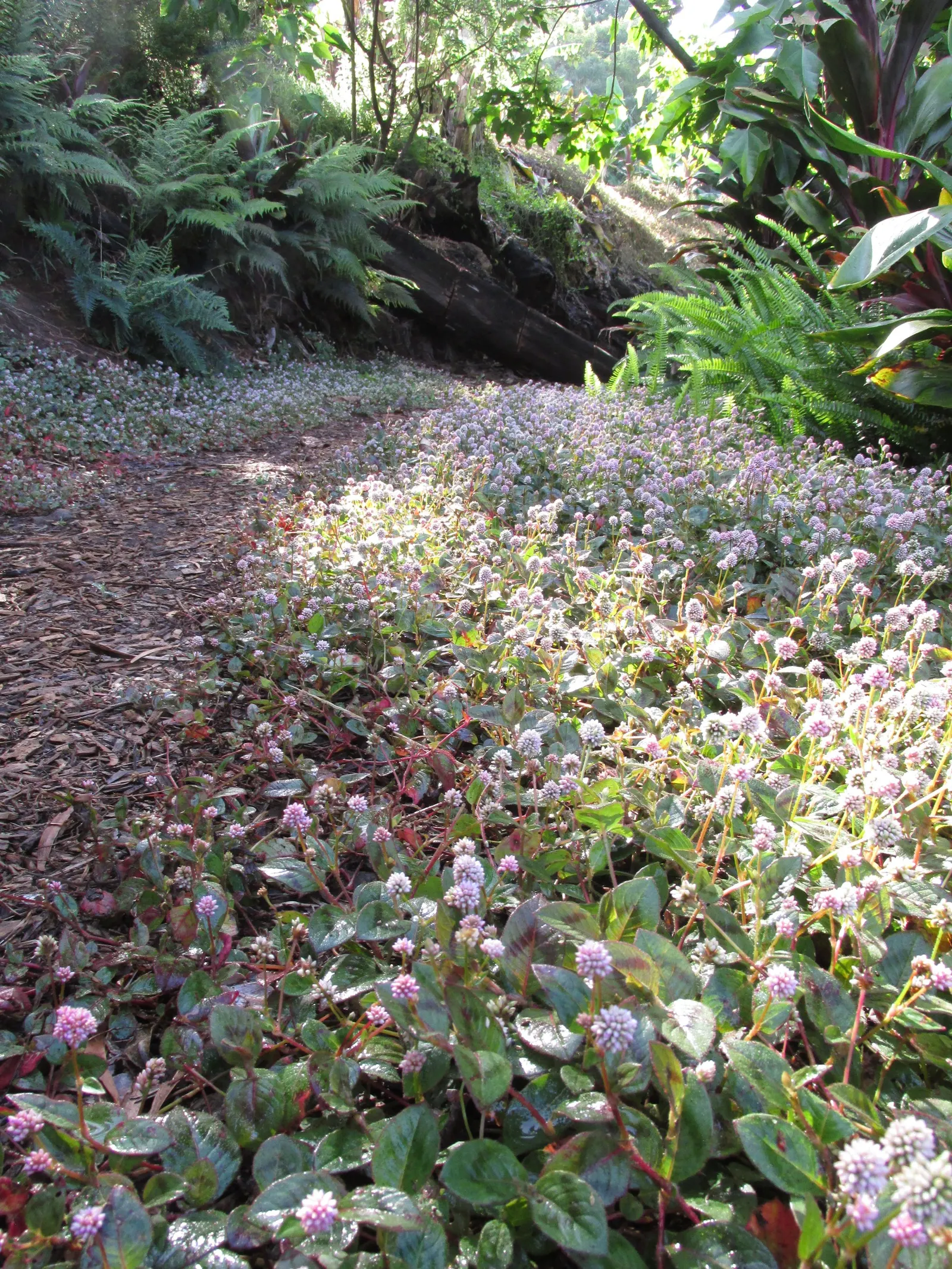 Pink Knotweed (Persicaria Capitata) — due to its hardy nature and ability to spread between 18 to 24 inches wide; or as an underplanting for taller, image 89