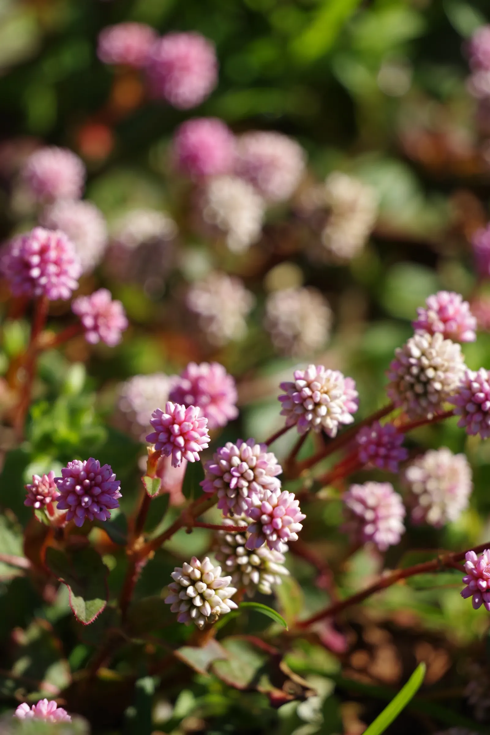 Pink Knotweed (Persicaria Capitata) — These blooms provide a delightful contrast to the verdant leaves and appeal to various pollinators, image 88