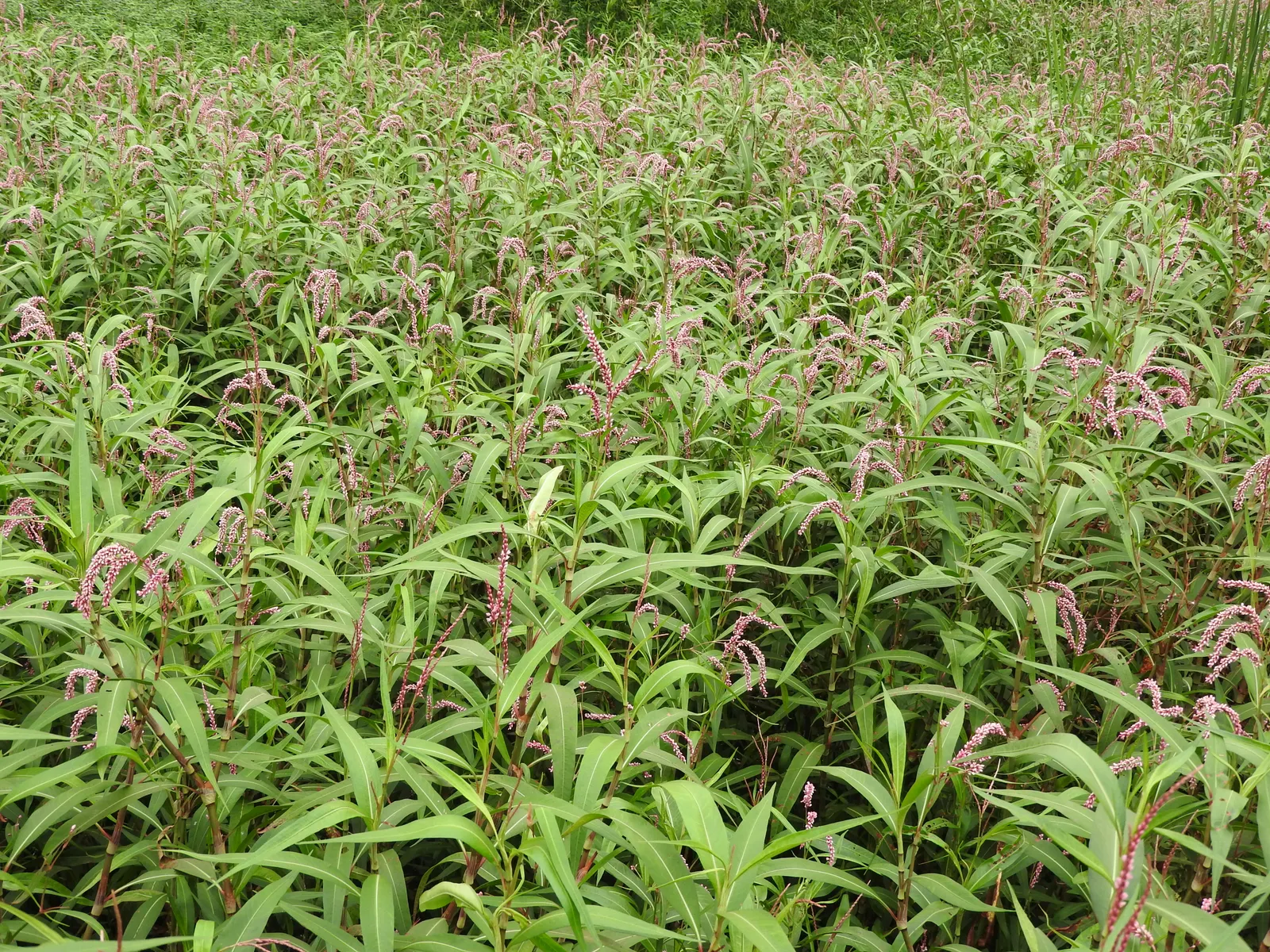 Pink Knotweed (Persicaria Capitata) — spreading perennial that is widely cherished for its decorative qualities and easy care nature
