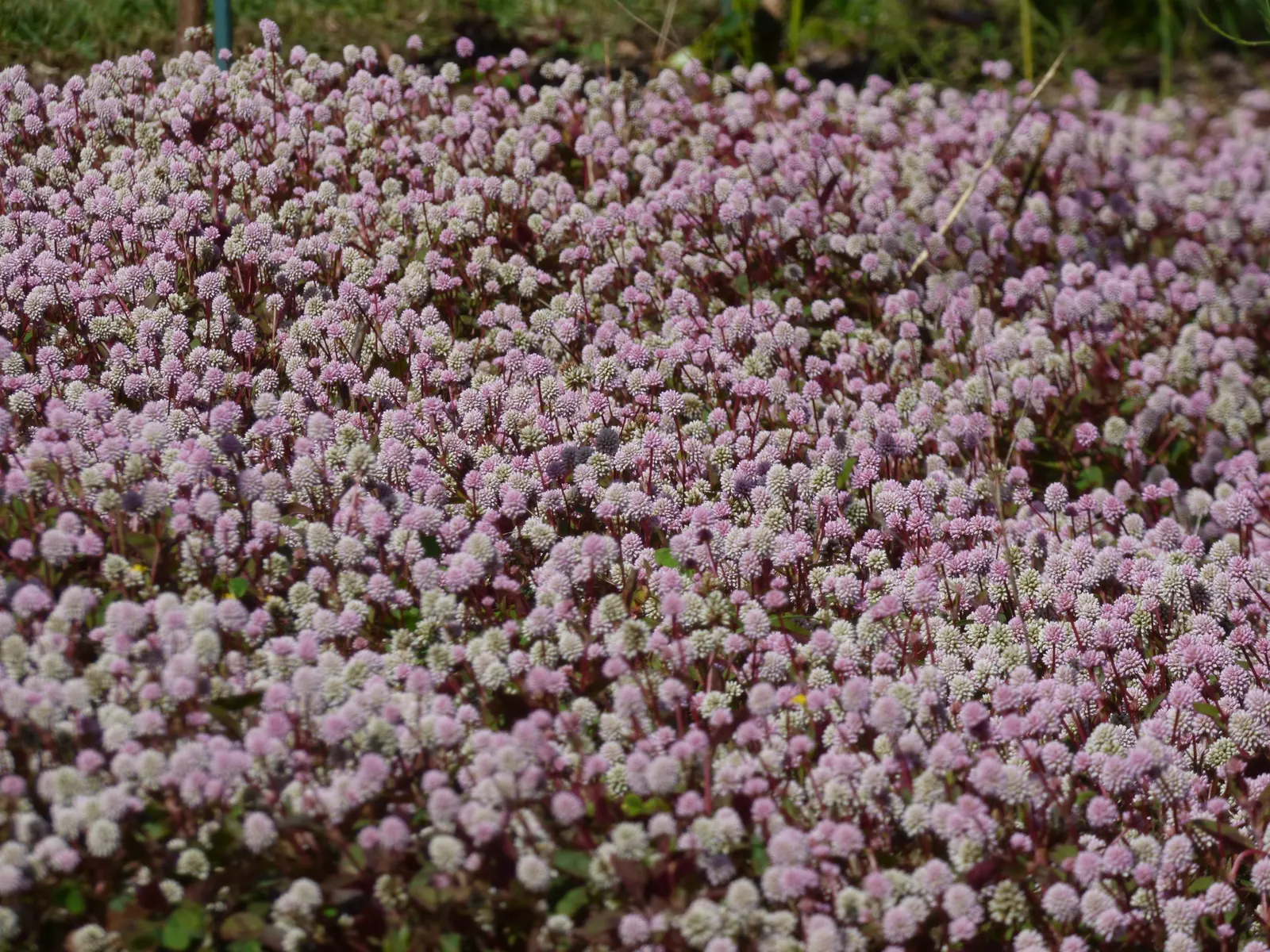 Pink Knotweed (Persicaria Capitata) — pink flowers in the garden; spreading perennial that is widely cherished for its decorative qualities and easy care nature