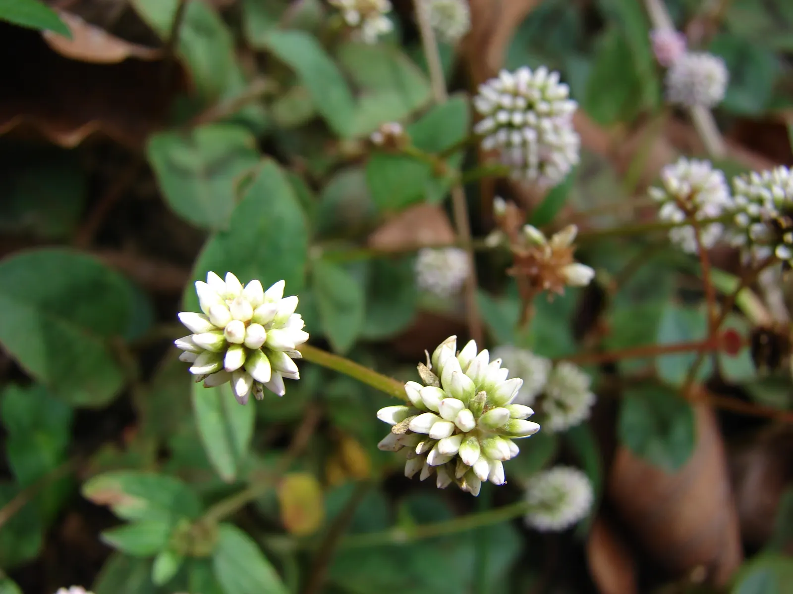 Pink Knotweed (Persicaria Capitata) — it spreads to around 18 inches and stands up to 6 inches tall; yet visually striking element