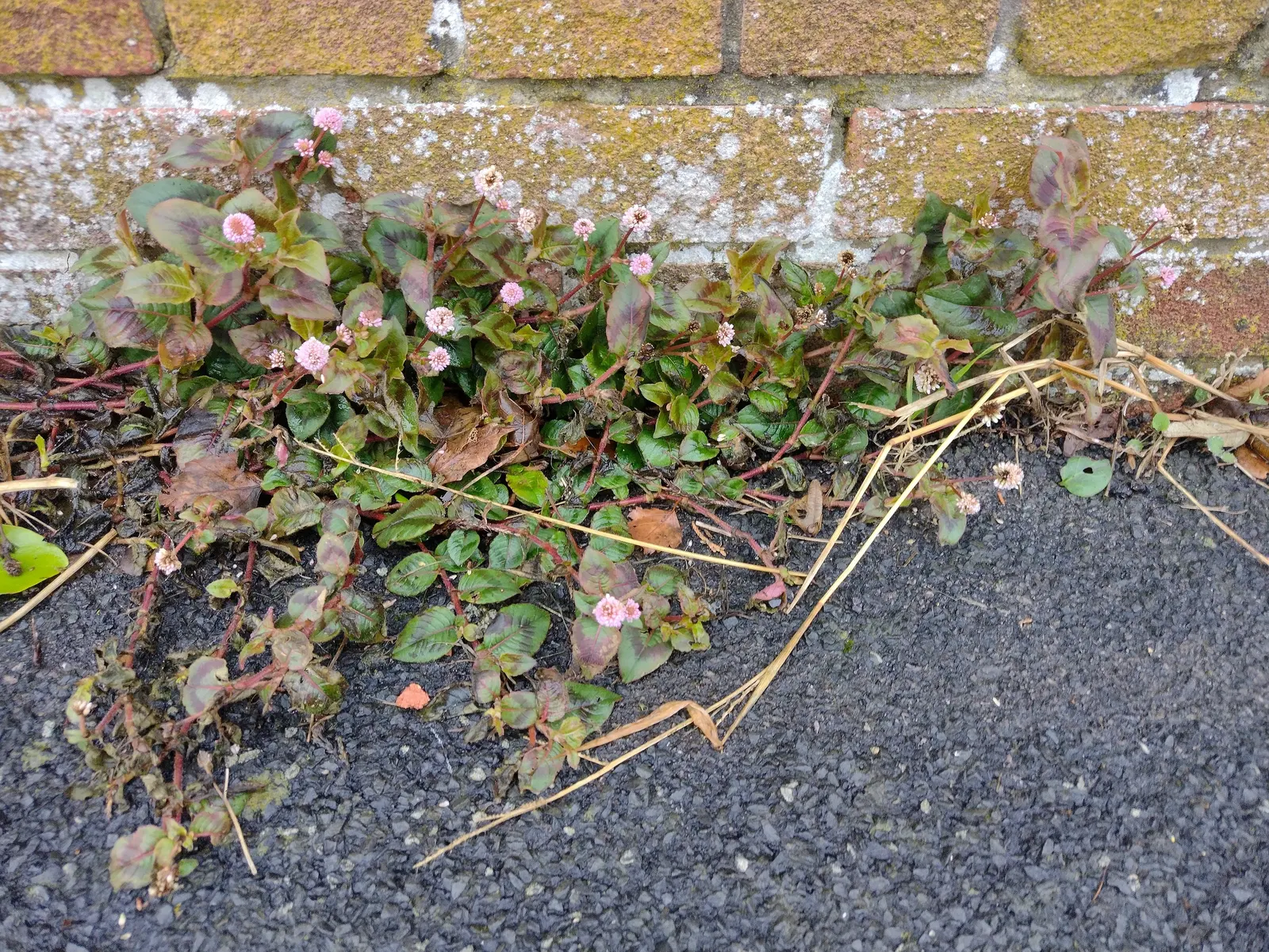 Pink Knotweed (Persicaria Capitata) — or as an underplanting for taller species; which are about 0.5 to 0.75 inches in diameter, image 95