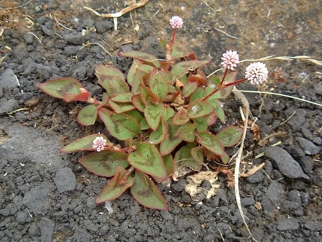 Pink Knotweed (Persicaria Capitata) — making it an excellent choice for water-conscious landscapes; pink Knotweed is highly drought tolerant, image 67