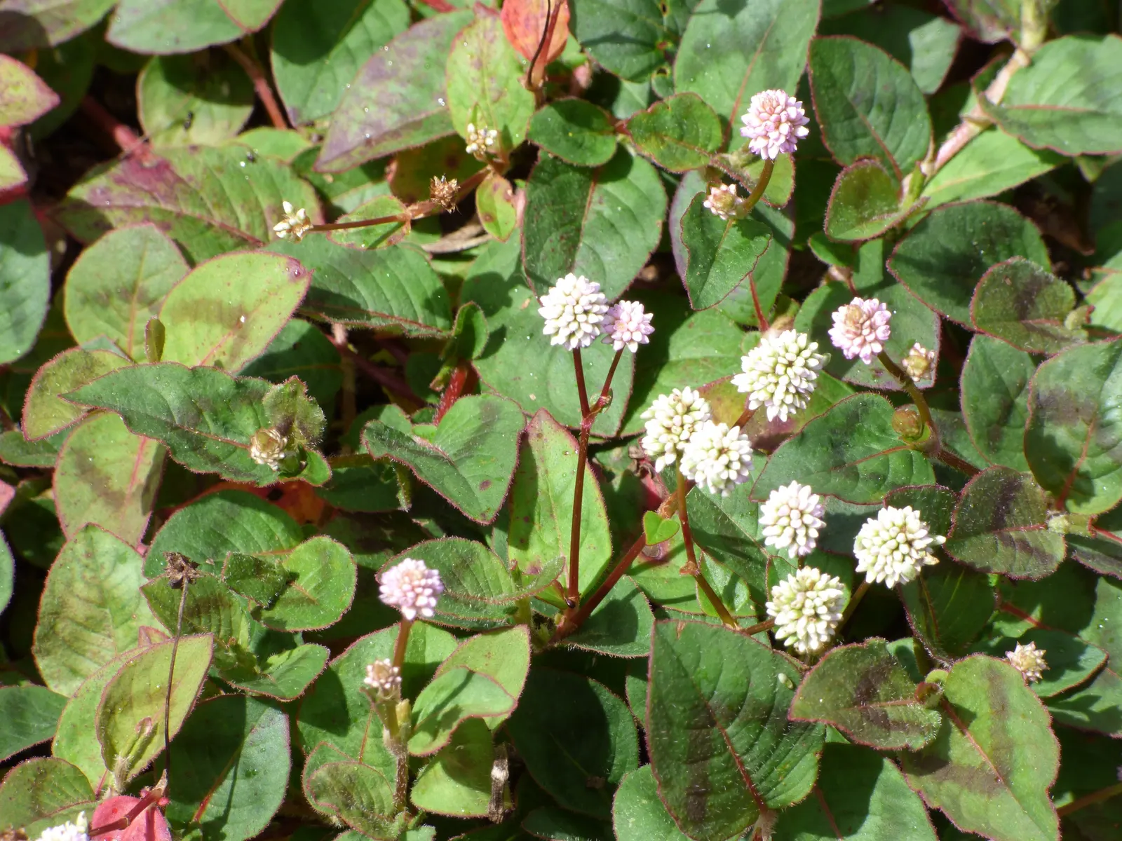 Pink Knotweed (Persicaria Capitata) — which are about 0.5 to 0.75 inches in diameter; prefers partial shade and well-drained soil, and offers, image 112