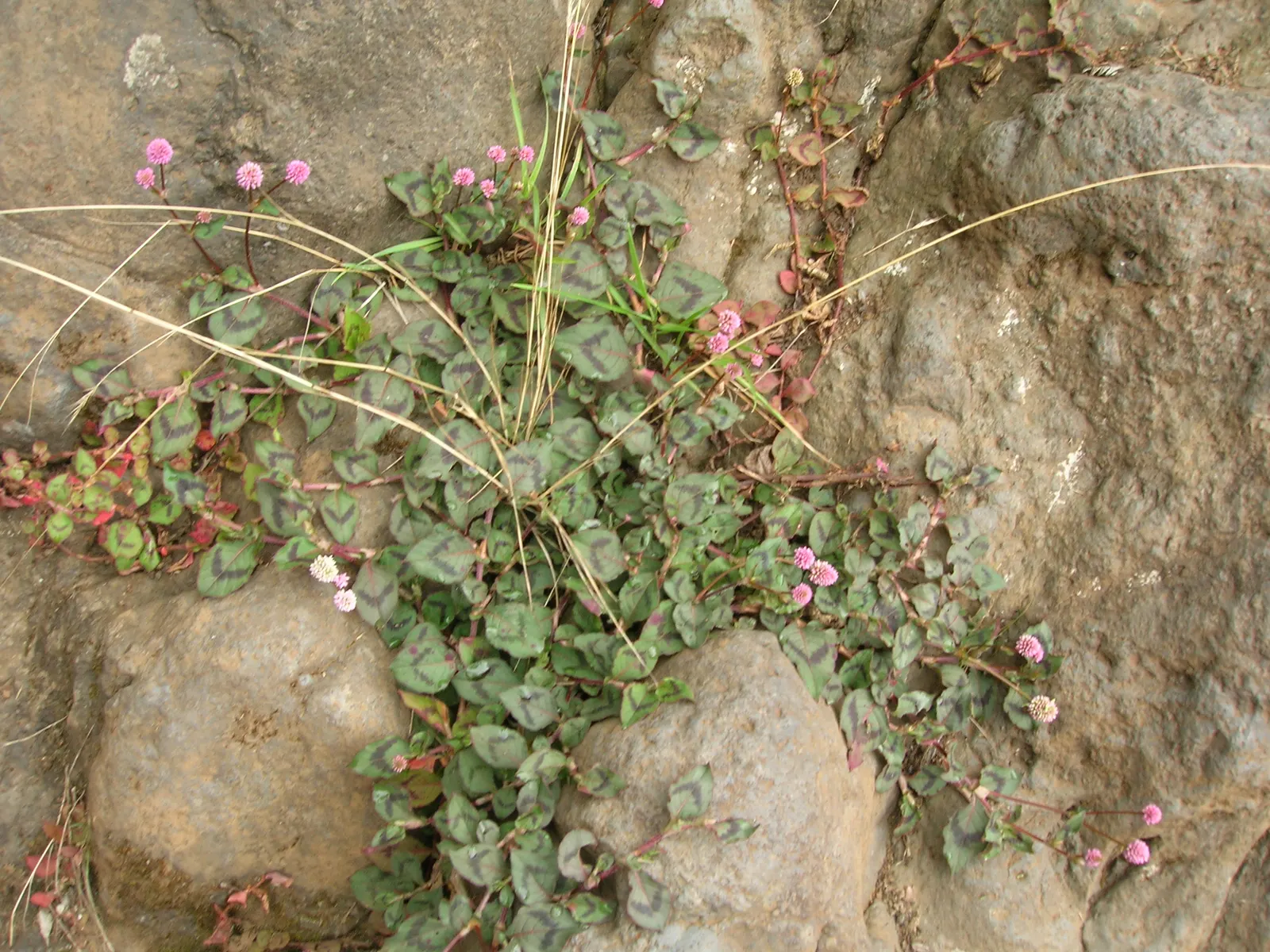 Pink Knotweed (Persicaria Capitata) — Pink Knotweed, Persicaria capitata, is a low-growing, creeping perennial, thriving in zones 7-10