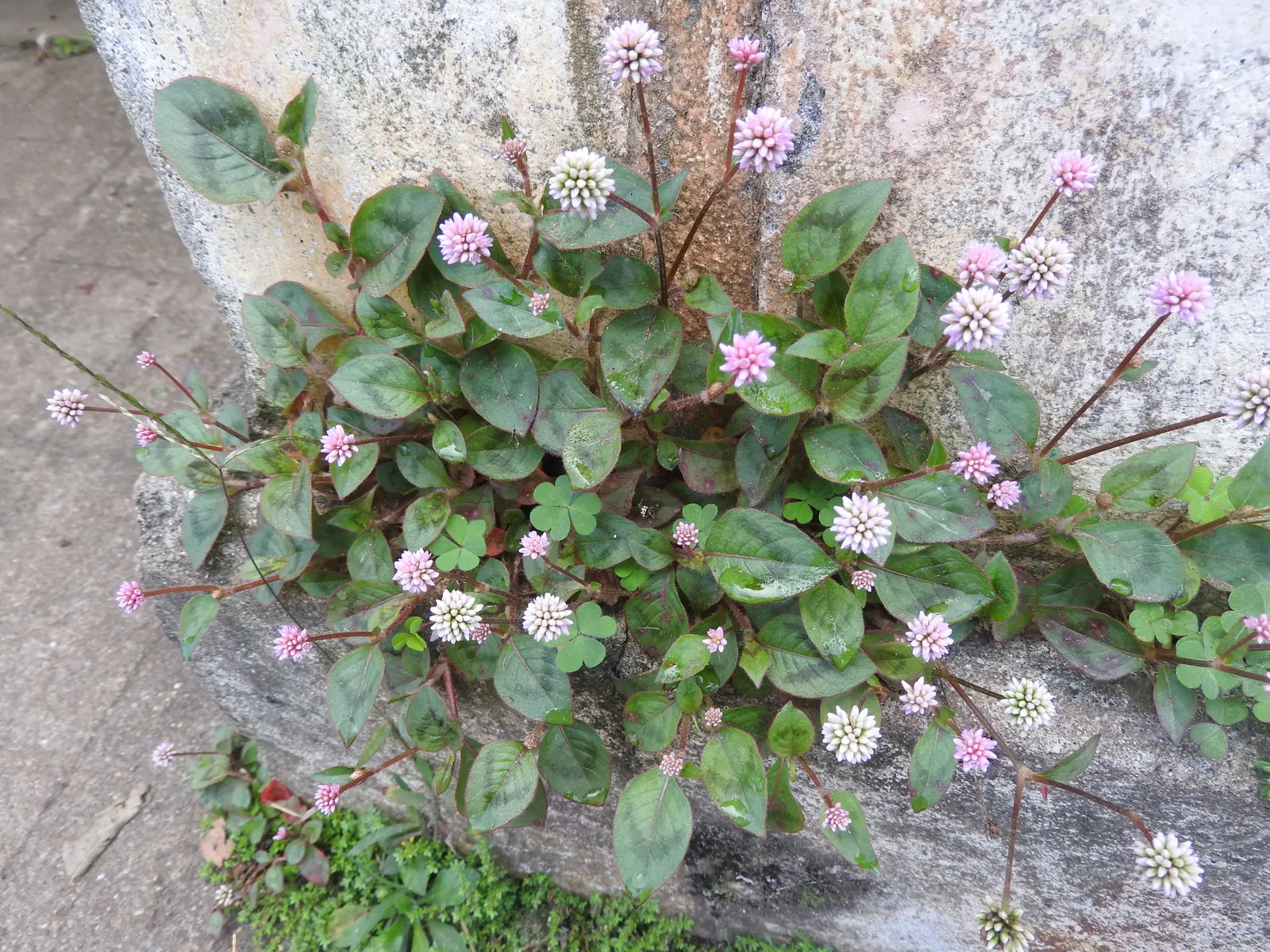 Pink Knotweed (Persicaria Capitata) — it spreads to around 18 inches and stands up to 6 inches tall