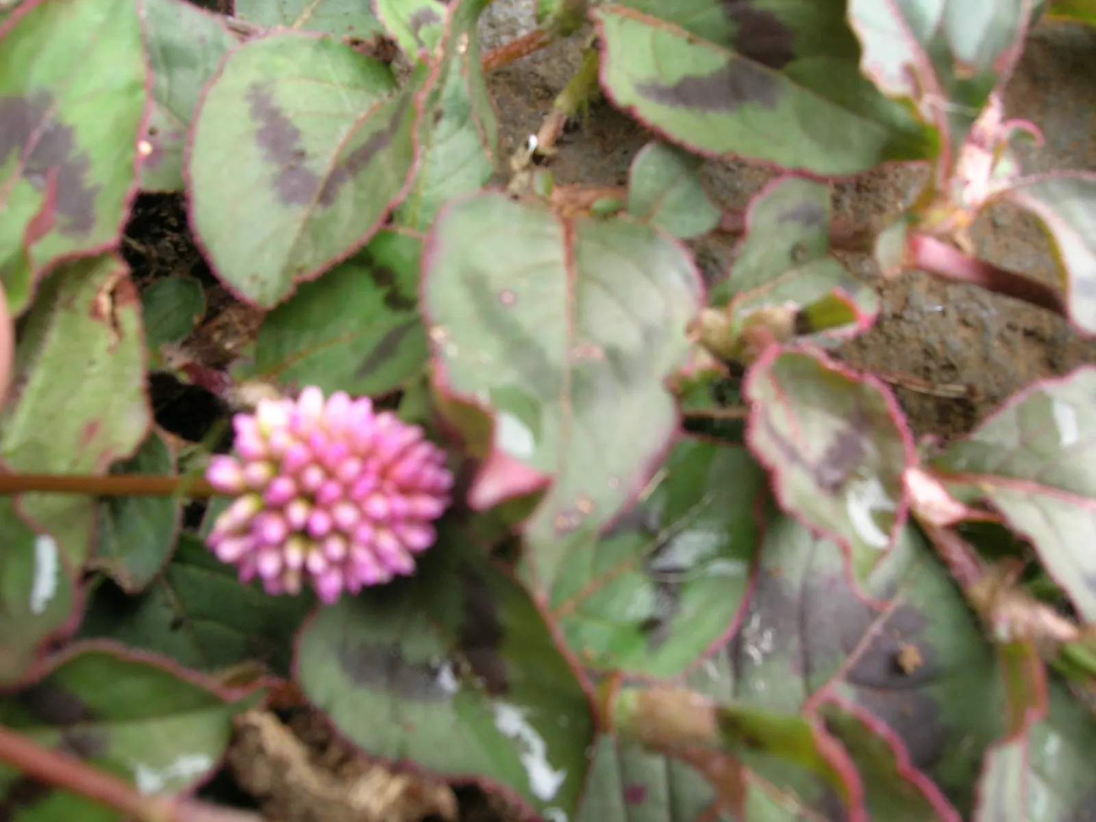 Pink Knotweed (Persicaria Capitata) — bubblegum-pink flowers that cluster into rounded