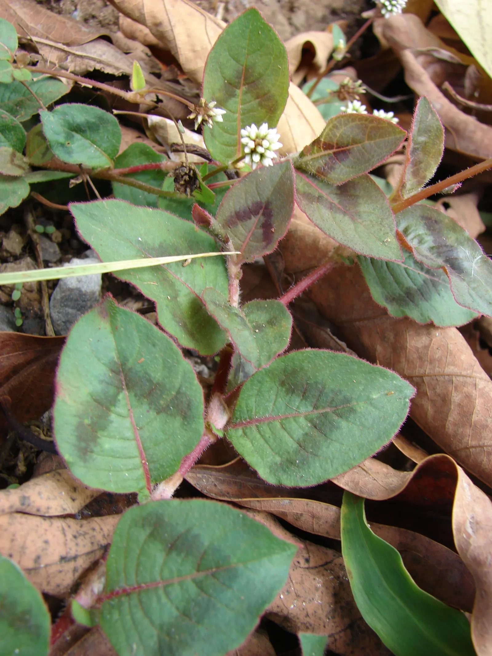 Pink Knotweed (Persicaria Capitata) — These blooms provide a delightful contrast to the verdant leaves and appeal to various pollinators, image 38