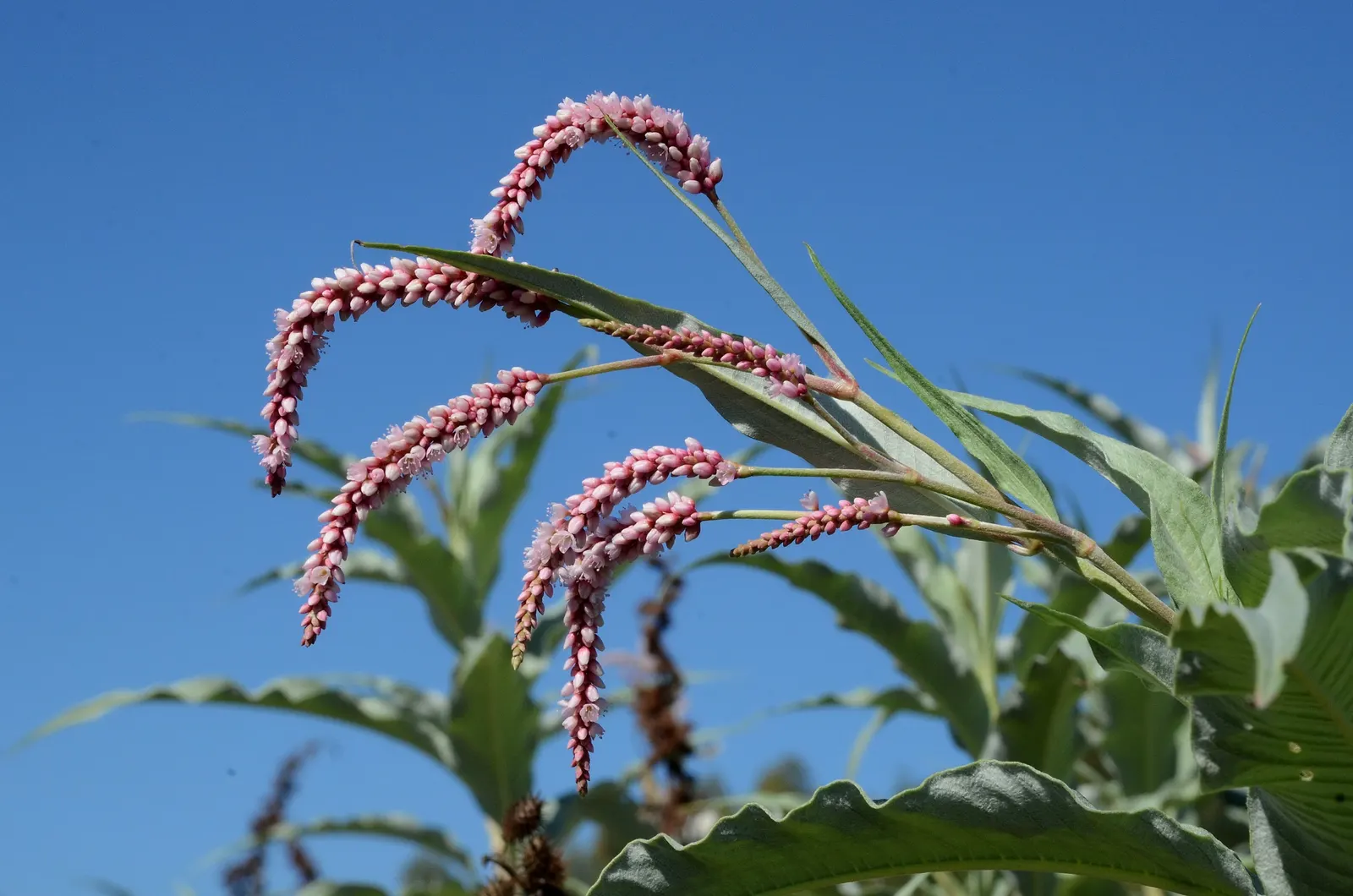 Pink Knotweed (Persicaria Capitata) — pink flowers in the garden
