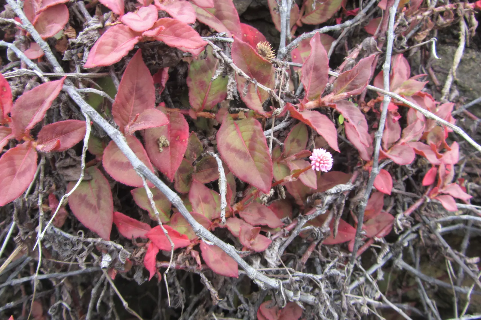 Pink Knotweed (Persicaria Capitata) — annual / perennial with pink blooms; it thrives in part to full sun exposure and prefers well-draining soil, image 124