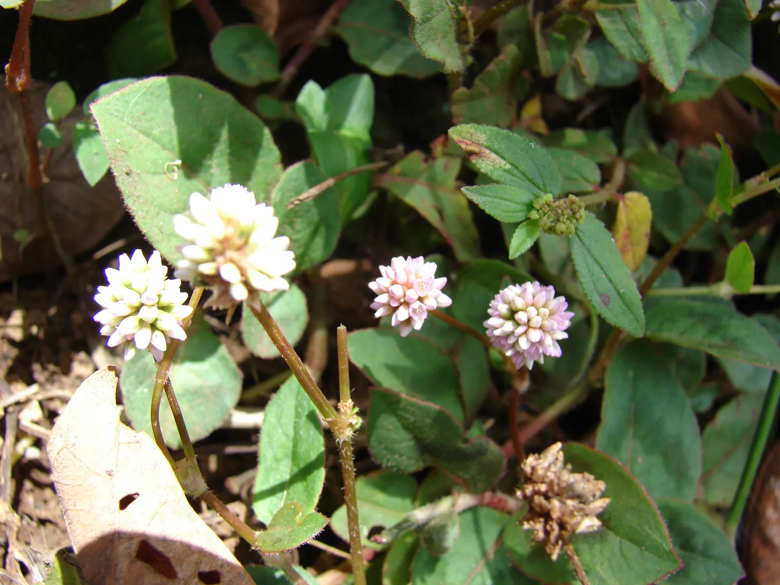 Pink Knotweed (Persicaria Capitata) — pink flowers in the garden; spreading perennial that is widely cherished for its decorative qualities and, image 123