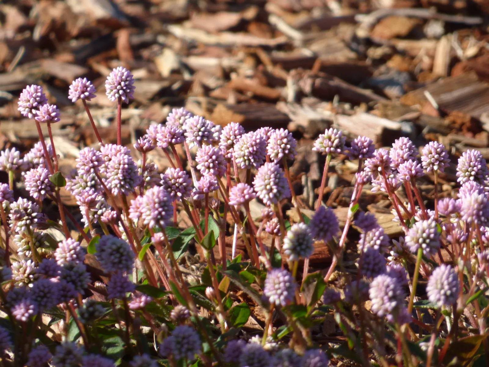 Pink Knotweed (Persicaria Capitata) — due to its hardy nature and ability to spread between 18 to 24 inches wide