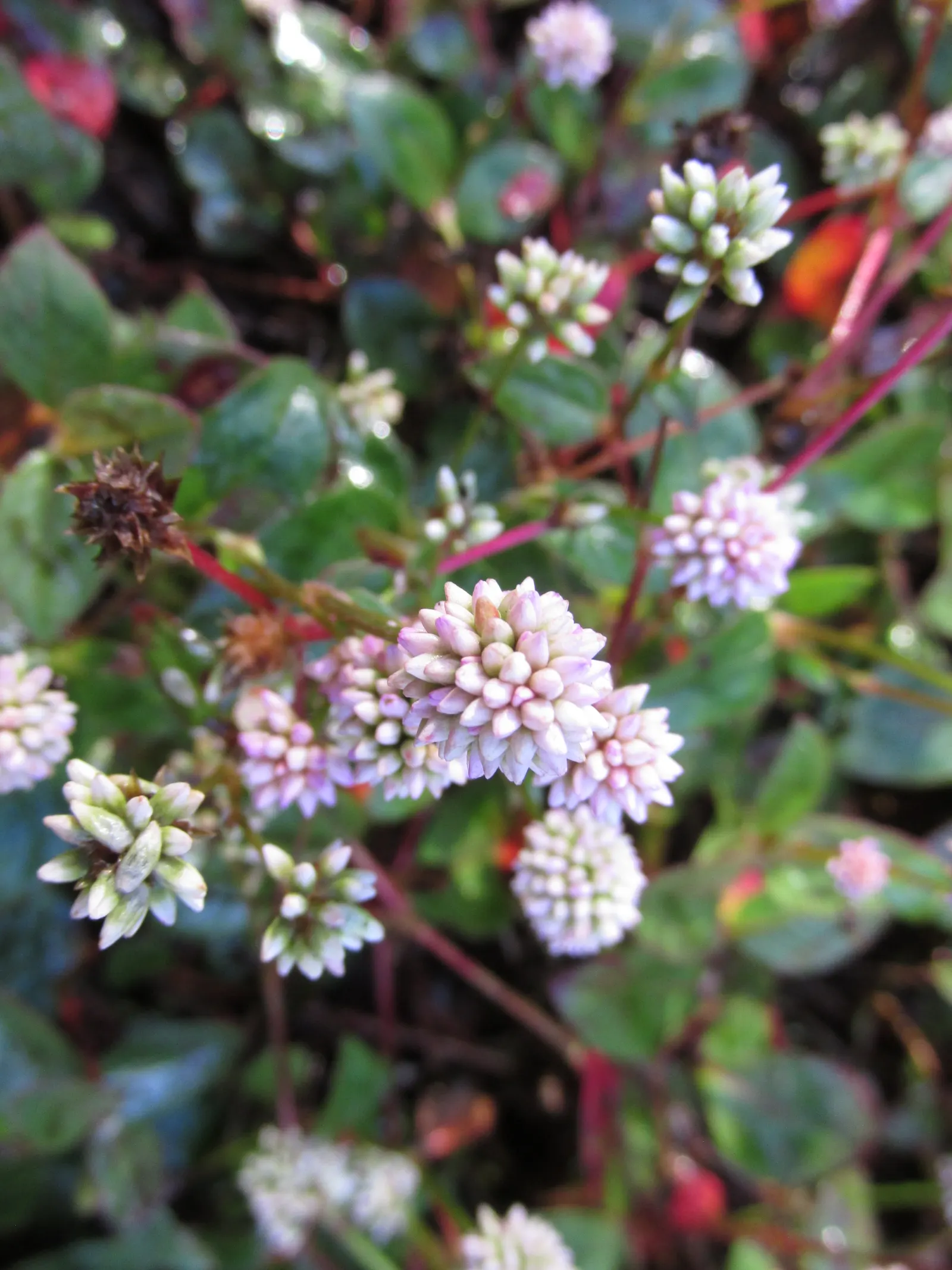Pink Knotweed (Persicaria Capitata) — annual / perennial for full or half or shade