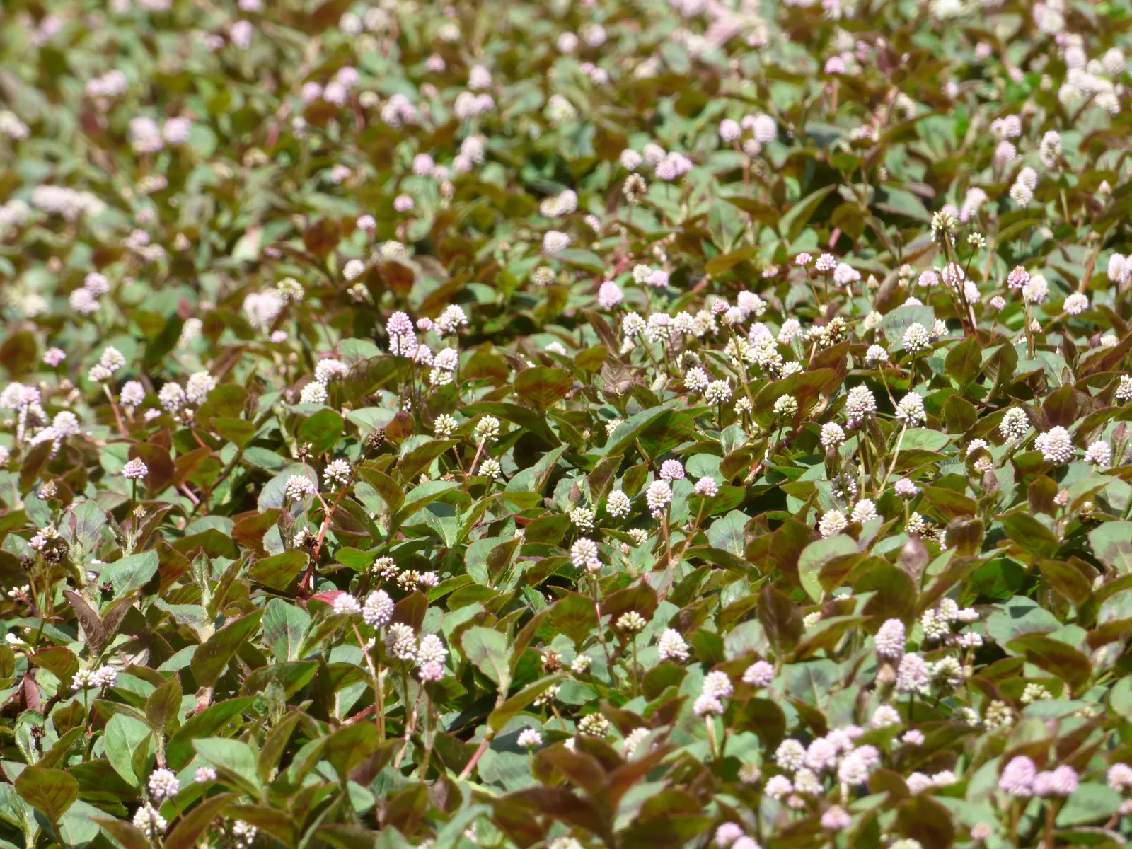 Pink Knotweed (Persicaria Capitata) — Its resilience against foot traffic and its cascading habit make it suitable for planting along edges; this, image 69