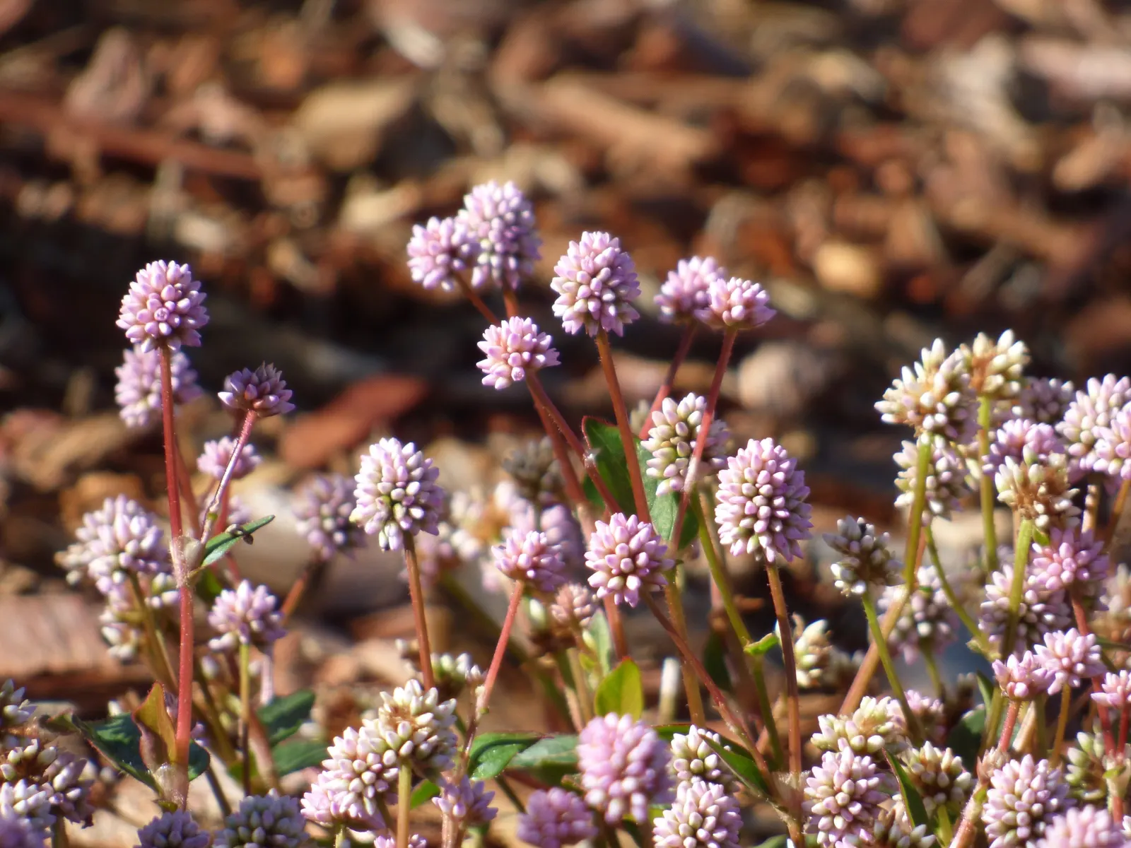 Pink Knotweed (Persicaria Capitata) — Pink Knotweed, Persicaria capitata, is a low-growing, creeping perennial, thriving in zones 7-10; ideal as, image 126