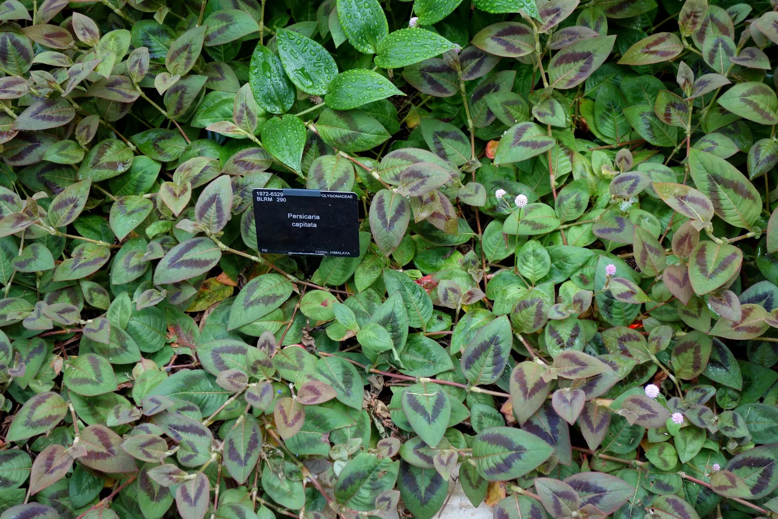 Pink Knotweed (Persicaria Capitata) — its dense growth habit can aid in suppressing weeds; its resilience against foot traffic and its cascading habit make it