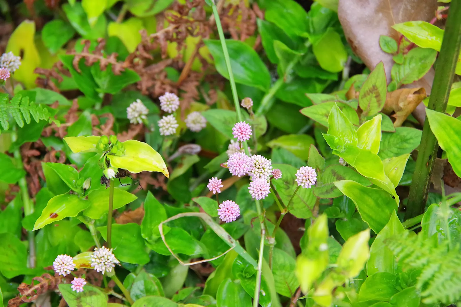 Pink Knotweed (Persicaria Capitata) — spreading perennial that is widely cherished for its decorative qualities and easy care nature; it spreads to, image 83