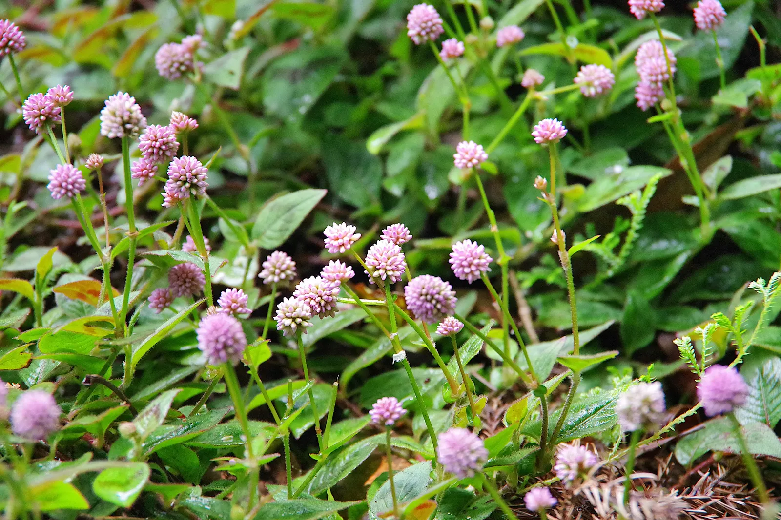 Pink Knotweed (Persicaria Capitata) — which are about 0.5 to 0.75 inches in diameter