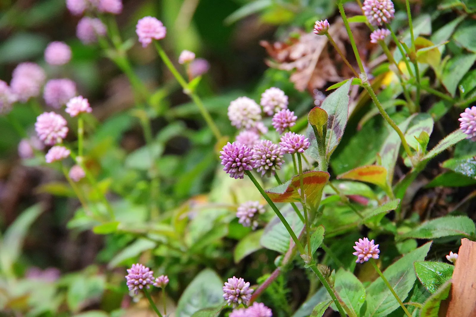 Pink Knotweed (Persicaria Capitata) — bubblegum-pink flowers that cluster into rounded; annual / perennial with pink blooms, image 61