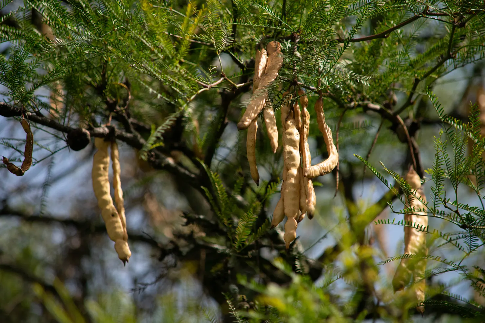 Argentine Mesquite (Prosopis Alba) — can reach heights of 20 to 30 feet