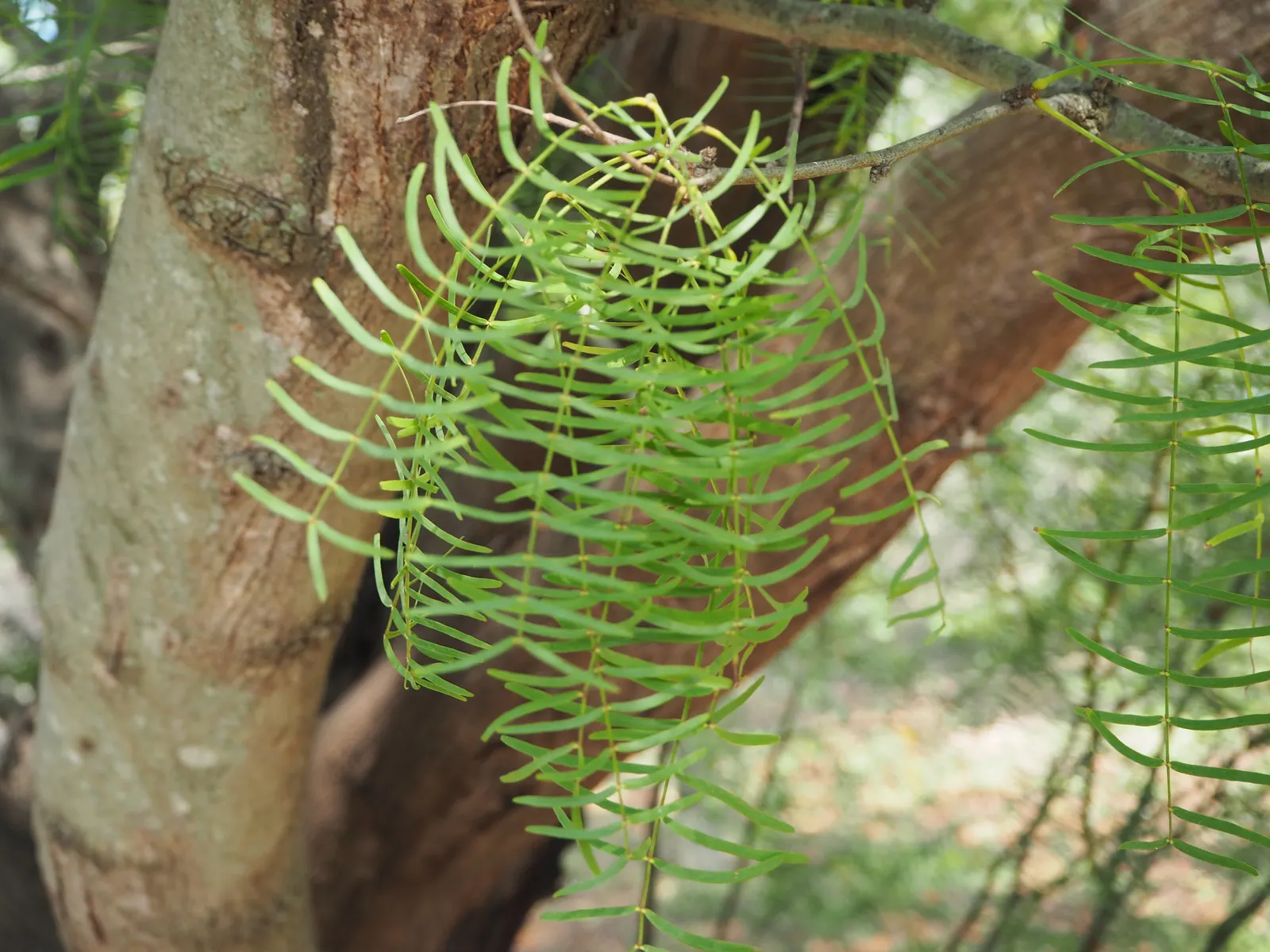 Argentine Mesquite (Prosopis Alba) — it produces creamy-yellow