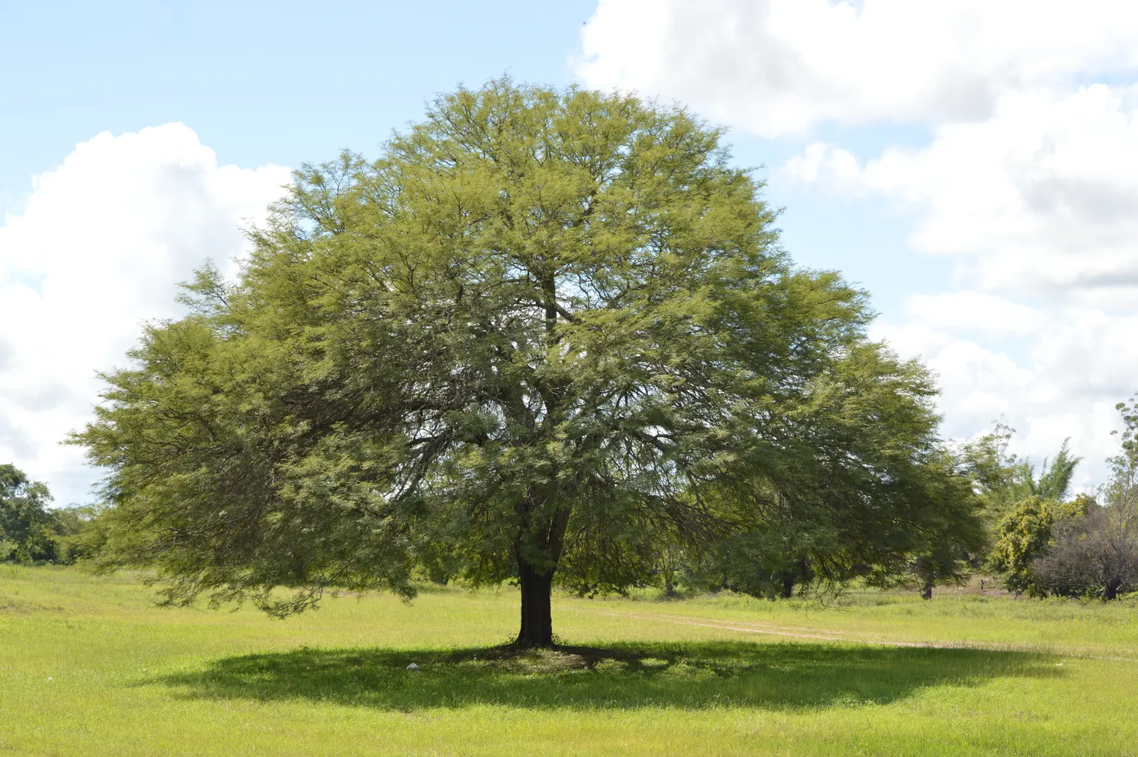 Argentine Mesquite (Prosopis Alba) — with a canopy spread equaling its height