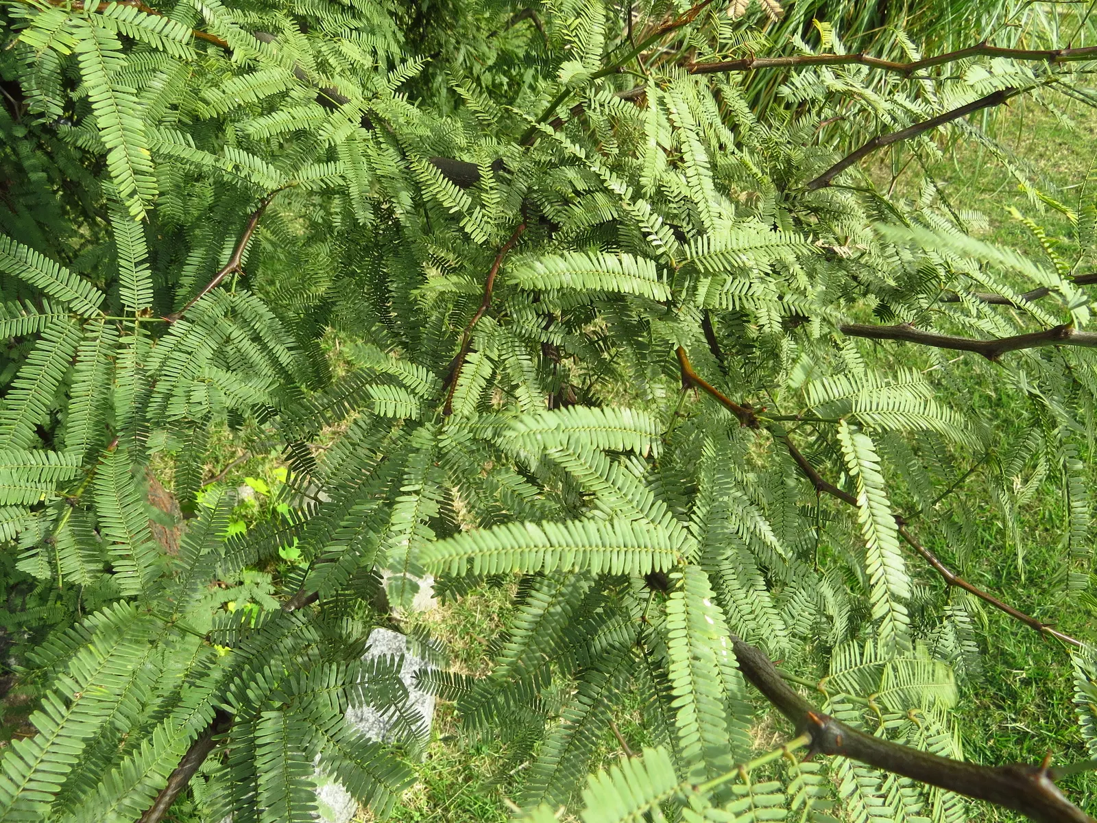 Argentine Mesquite (Prosopis Alba) — airy quality to the landscape.<br><br>Flowering from late spring to early summer