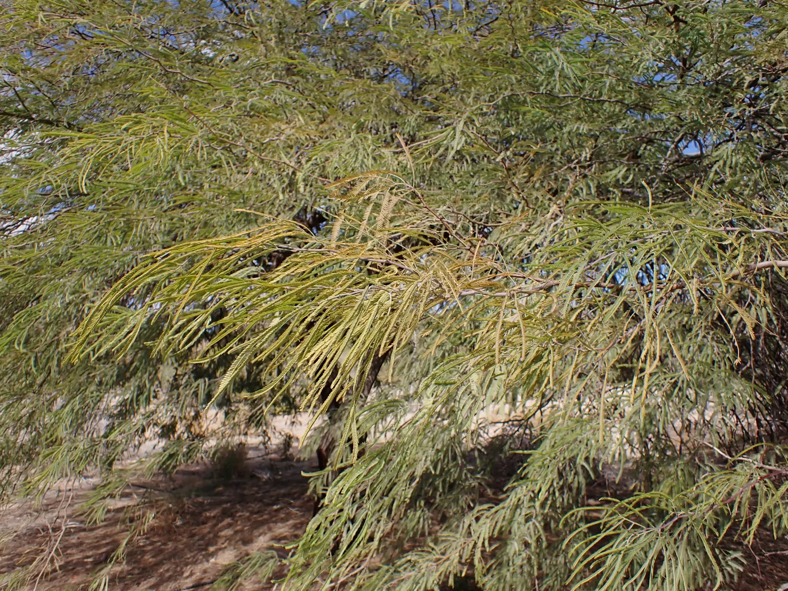 Argentine Mesquite (Prosopis Alba) — Its foliage consists of fine