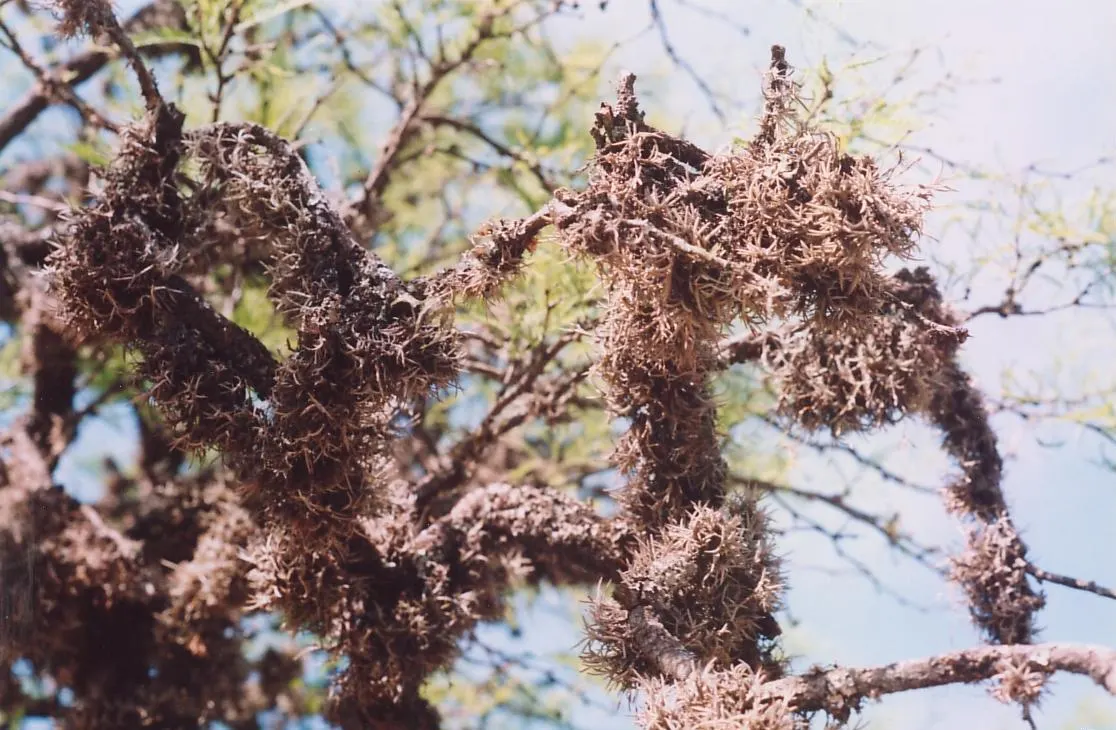 Argentine Mesquite (Prosopis Alba) — This tree's bark is dark and deeply furrowed, adding to its textured appearance