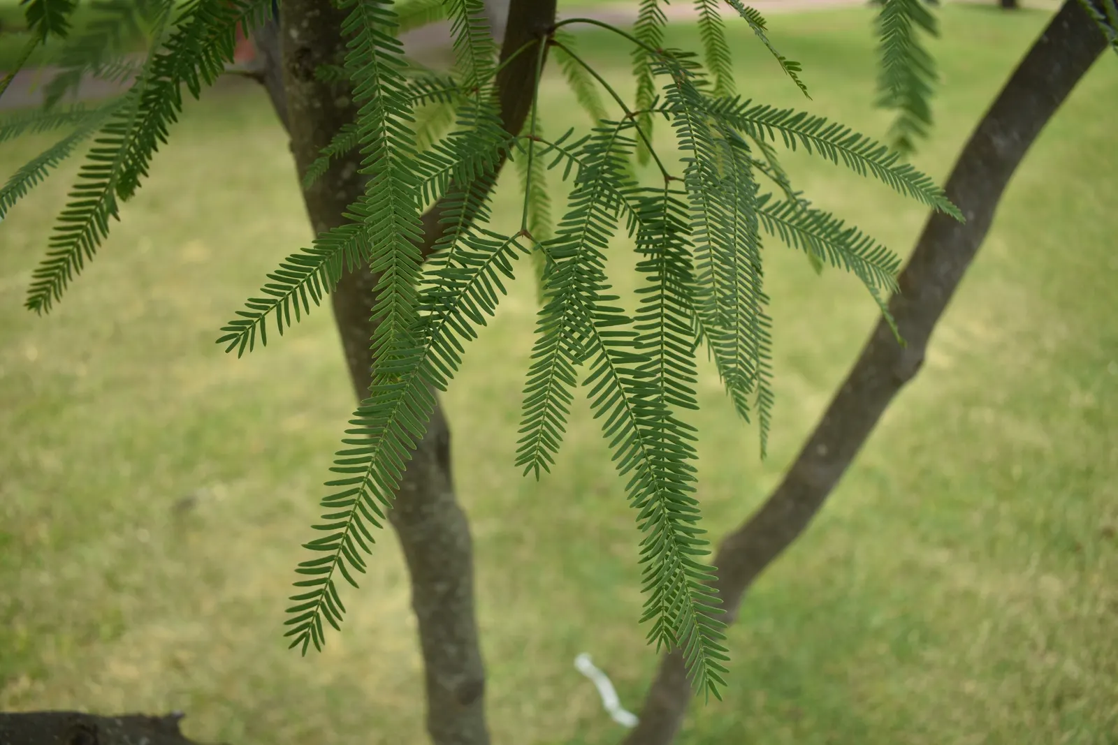 Argentine Mesquite (Prosopis Alba) — Adaptable to various soil types, it showcases feathery green foliage and thornless branches
