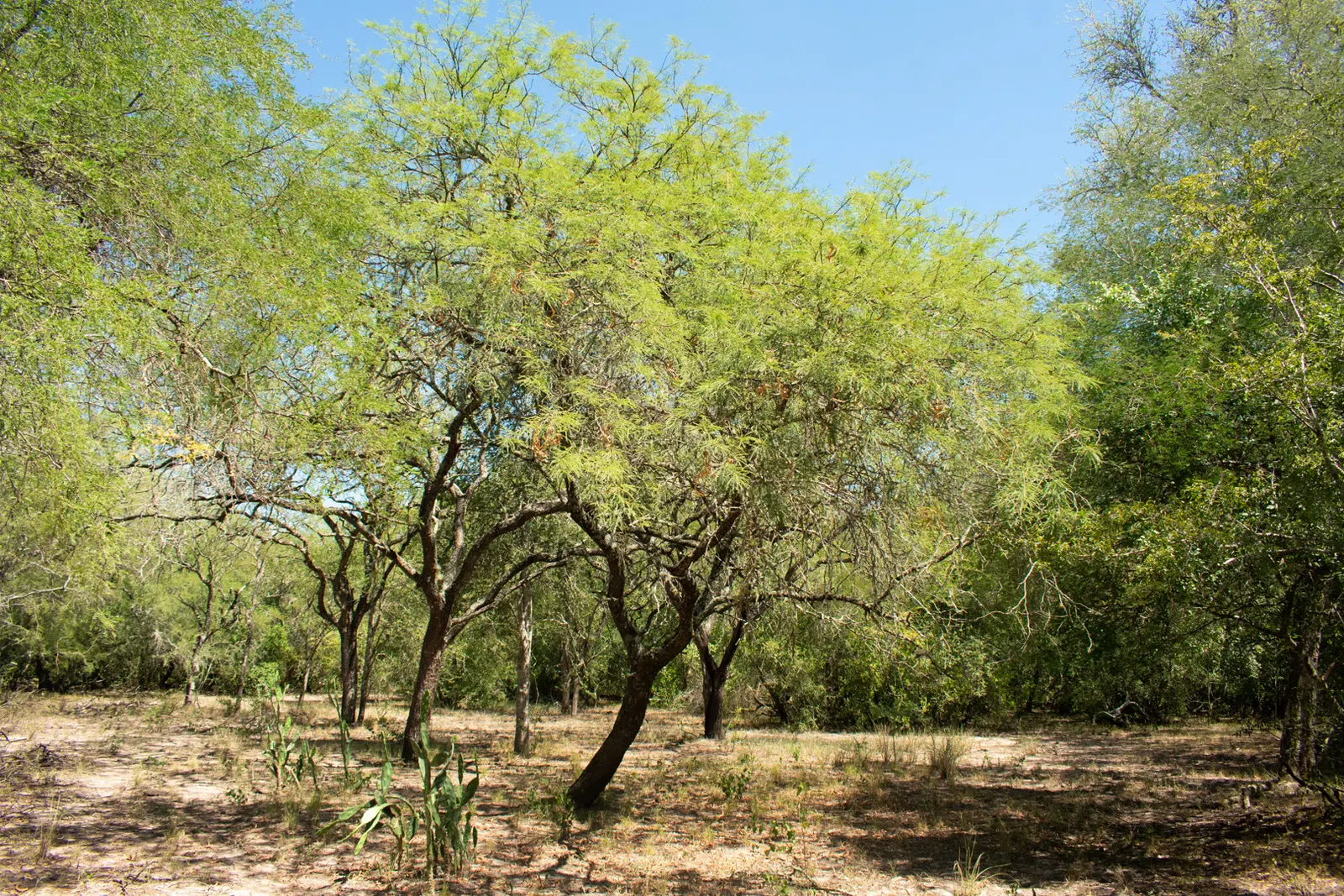 Argentine Mesquite (Prosopis Alba) — it enhances landscapes with its sculptural form and provides excellent erosion control