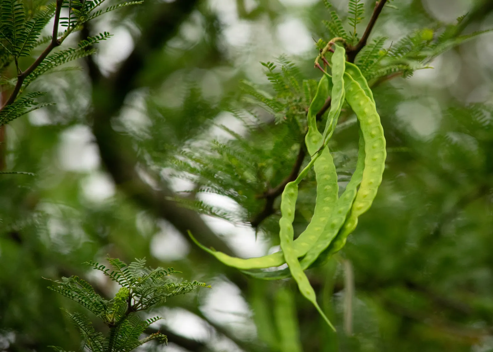 Argentine Mesquite (Prosopis Alba) — reaches heights of 20-30 feet with a 20-40 feet spread