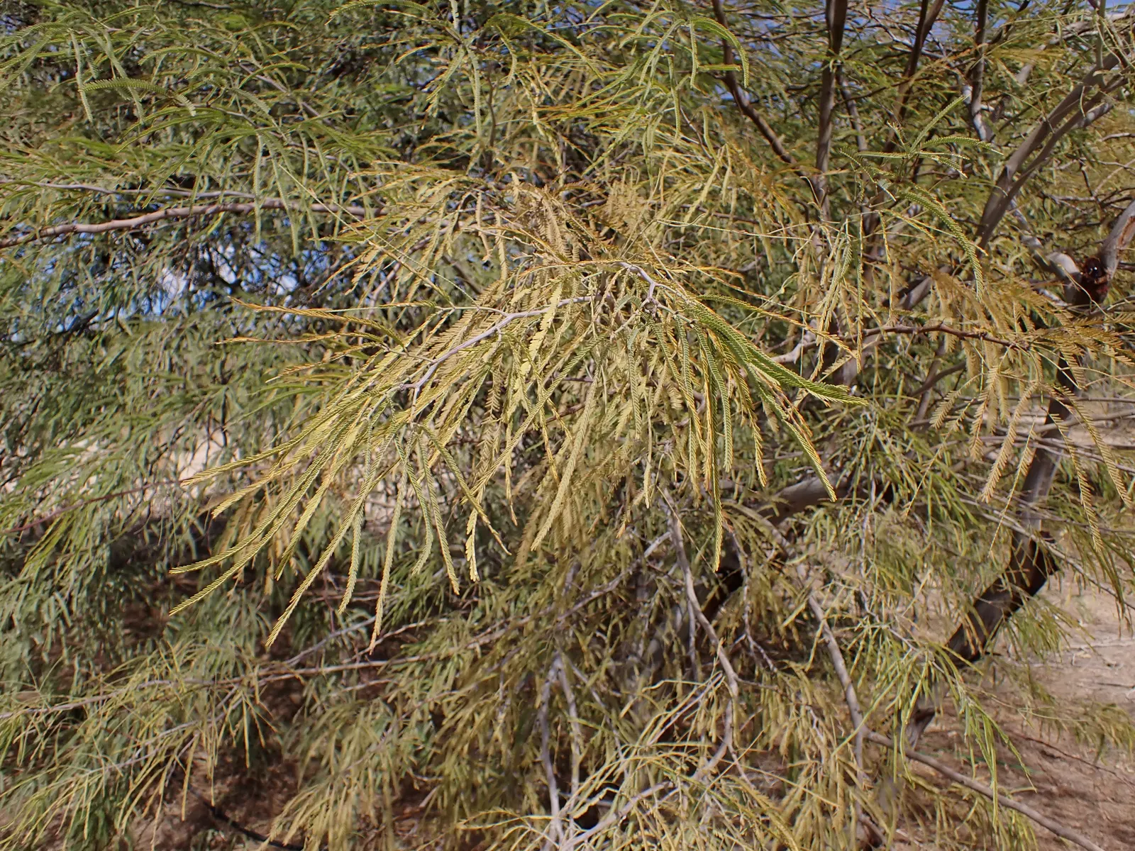 Argentine Mesquite (Prosopis Alba) — twisting trunk and branches that provide visual interest year-round