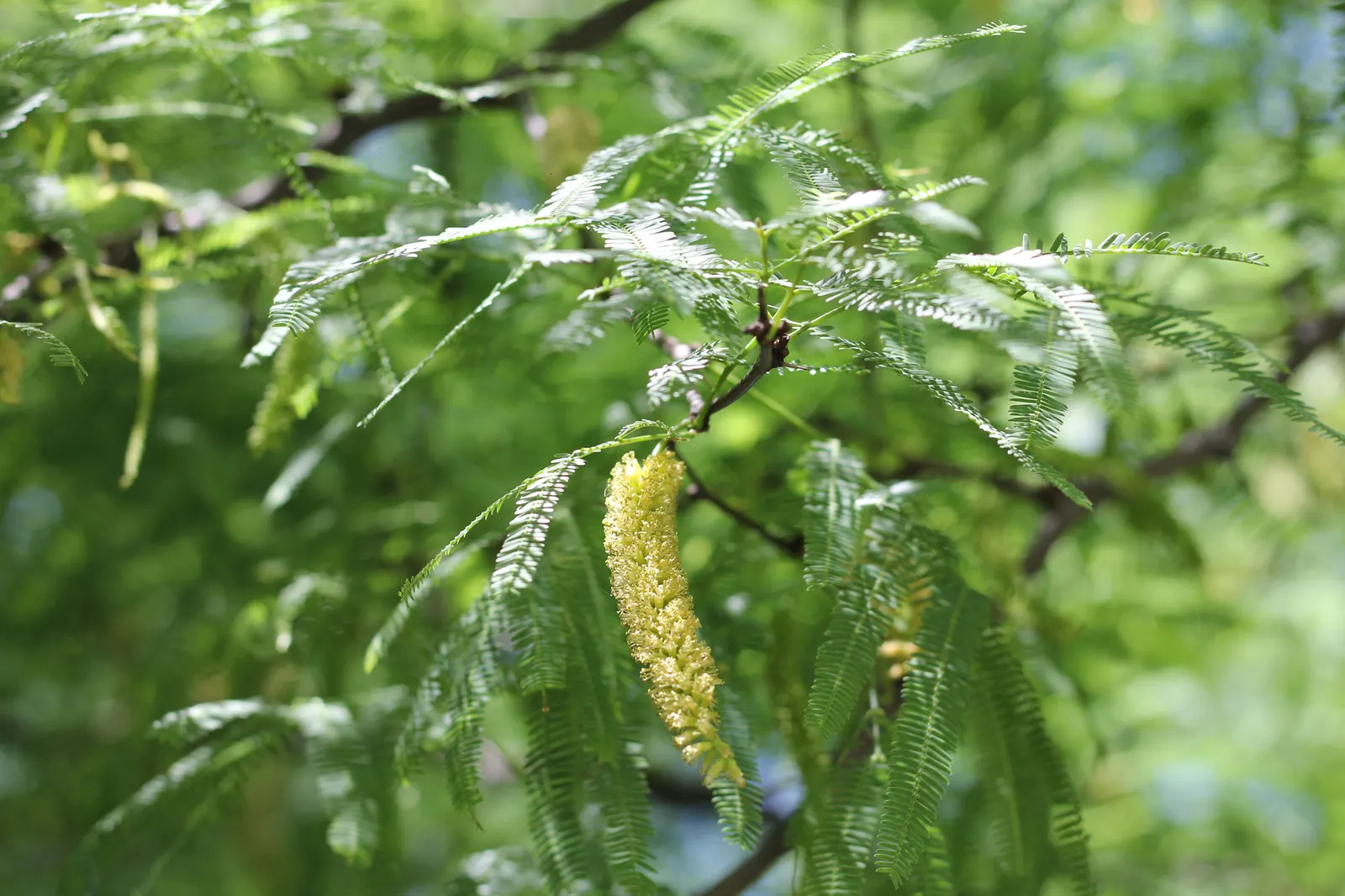 Argentine Mesquite (Prosopis Alba) — fragrant blooms that attract pollinators