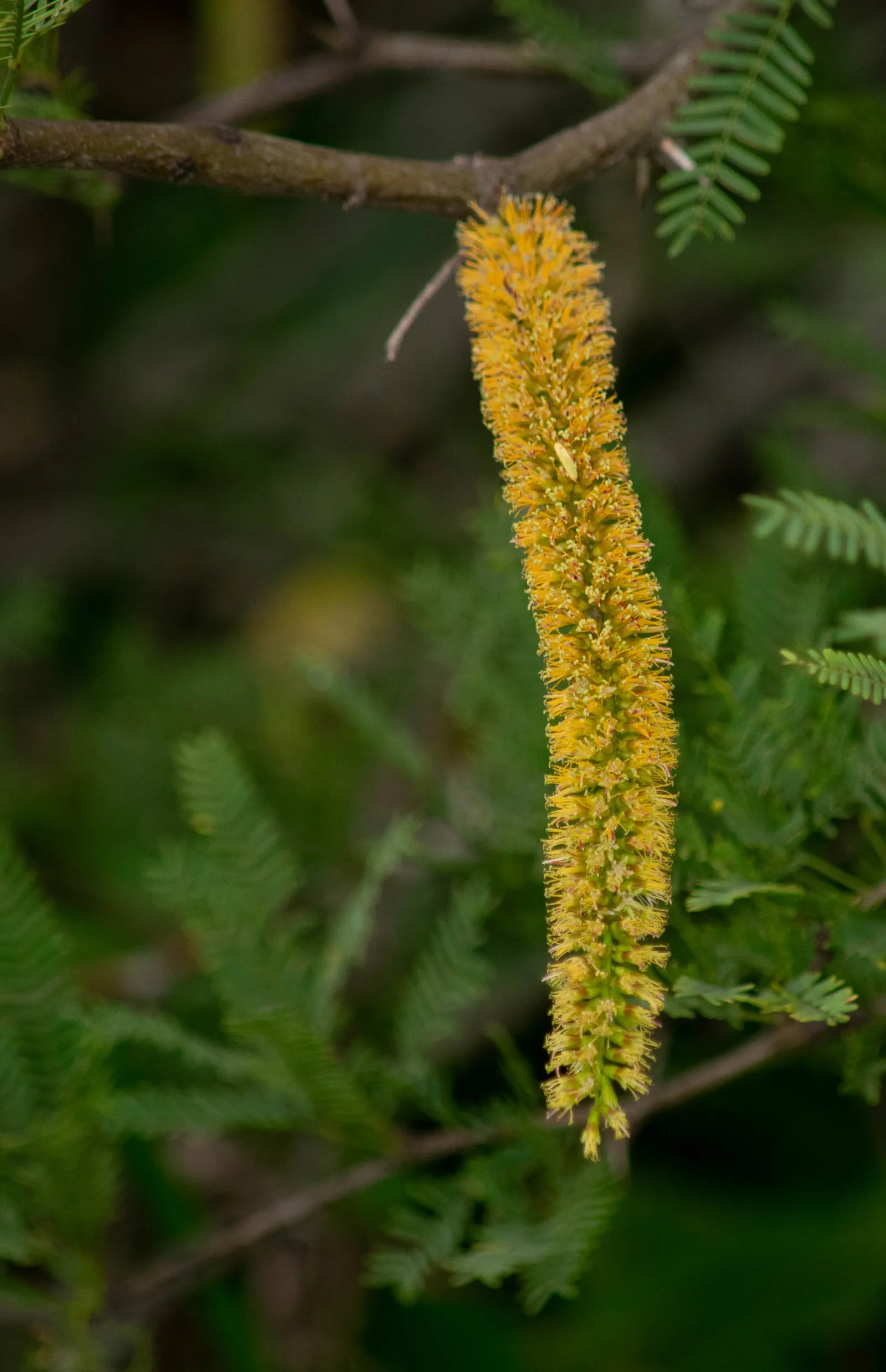 Argentine Mesquite (Prosopis Alba) — especially Argentina as implied by its name