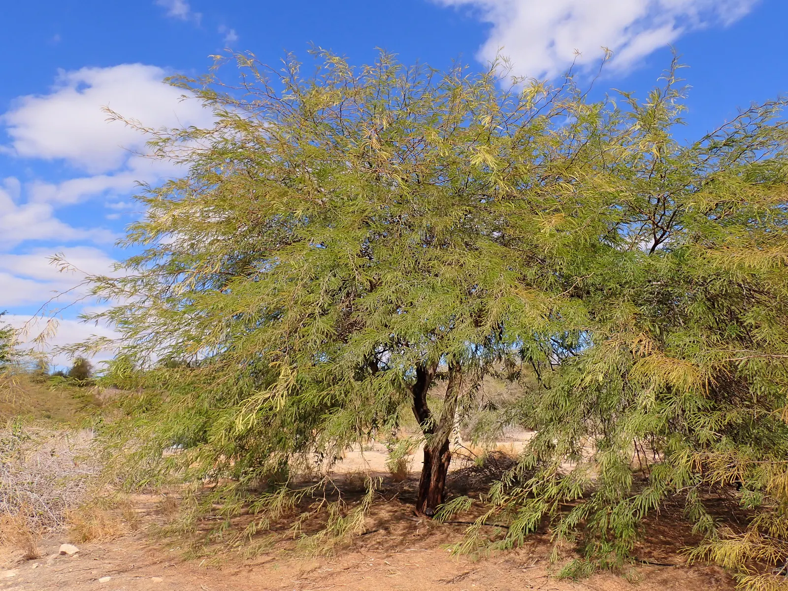 Argentine Mesquite (Prosopis Alba) — feathery compound leaves up to 12 inches long that are light green